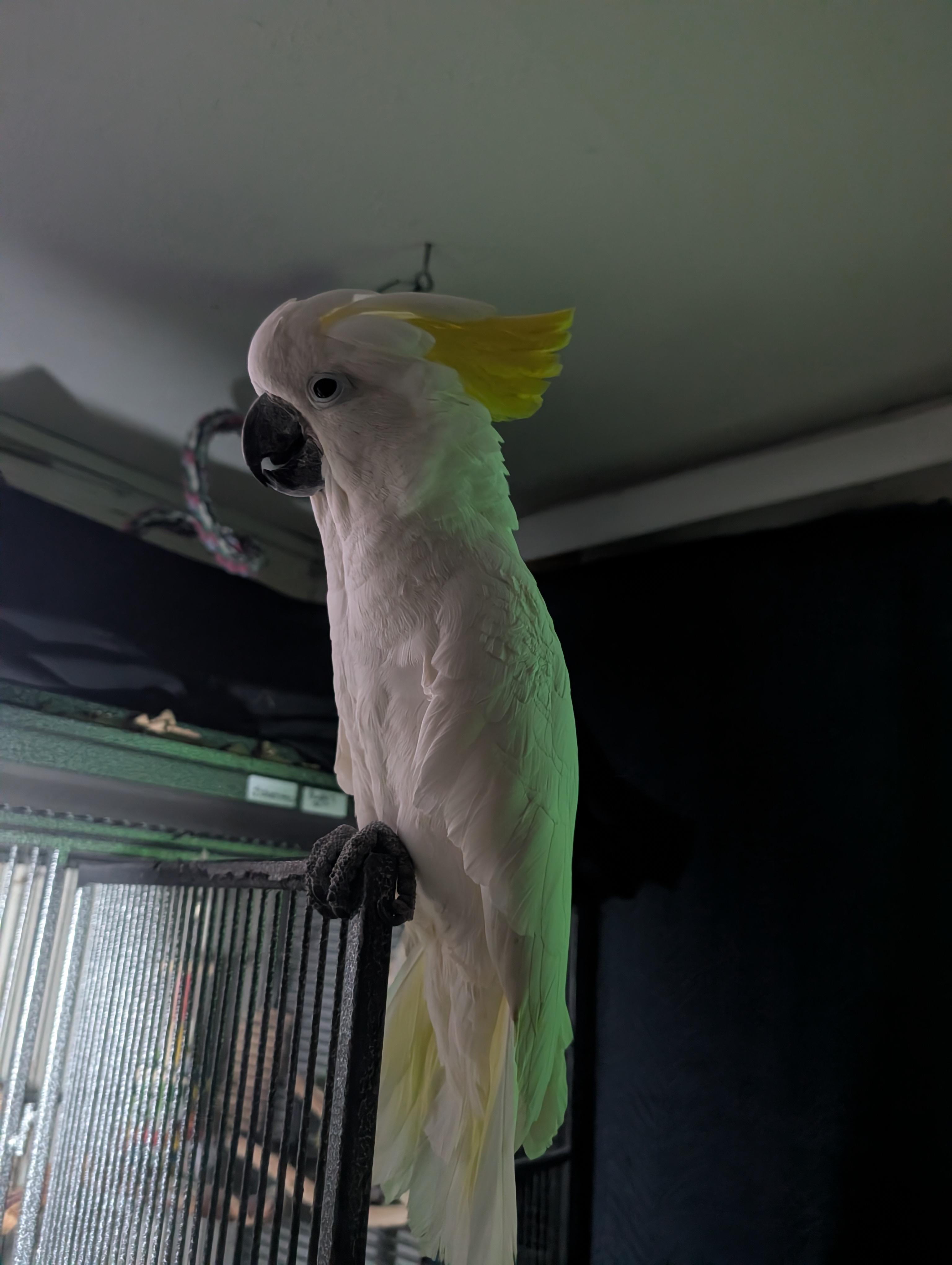 Upcoming Soon 18 YO Greater Sulfur Crested Cockatoo, a ADOPTABLE Cockatoo in Vancouver, WA image 6/6