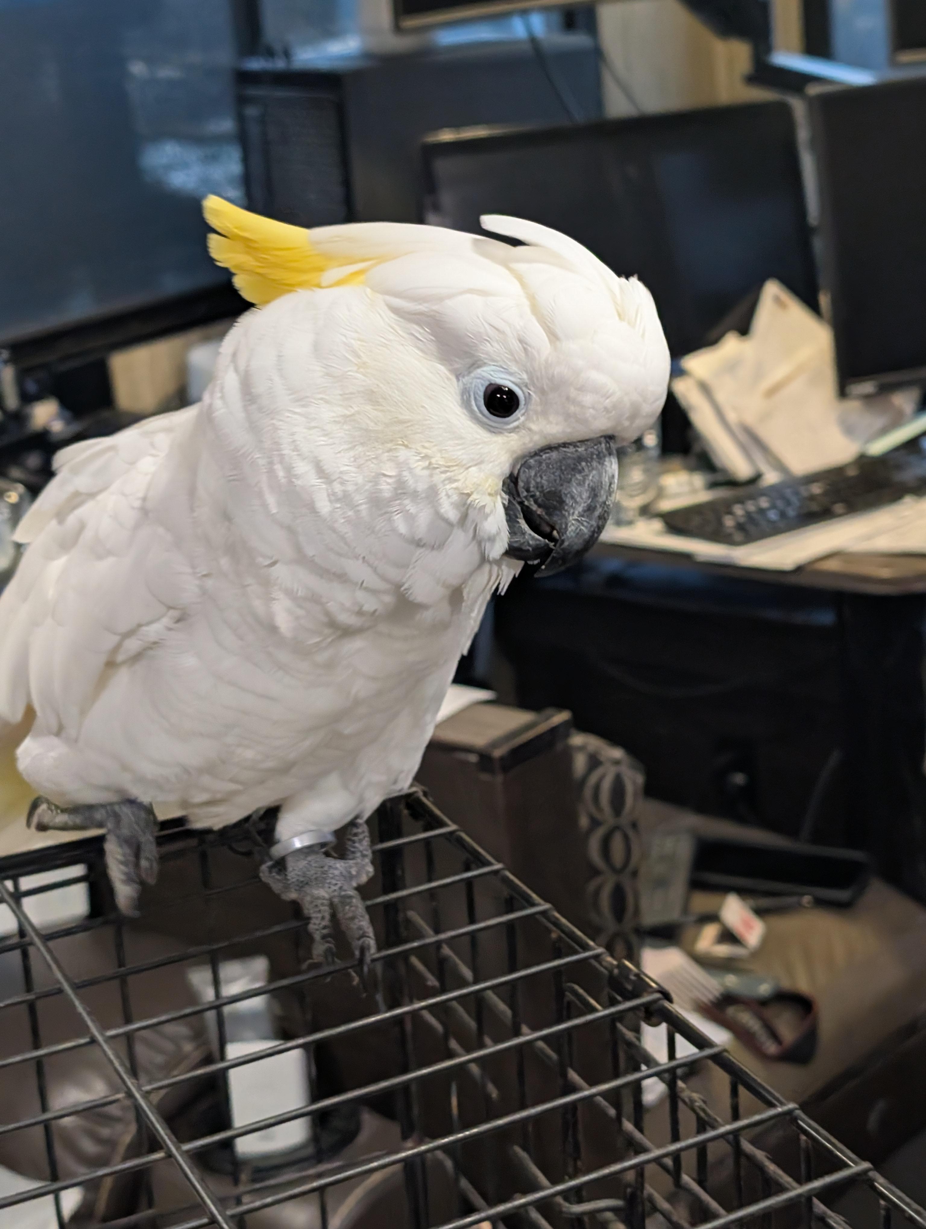 Upcoming Soon 18 YO Greater Sulfur Crested Cockatoo, a ADOPTABLE Cockatoo in Vancouver, WA image 2/6
