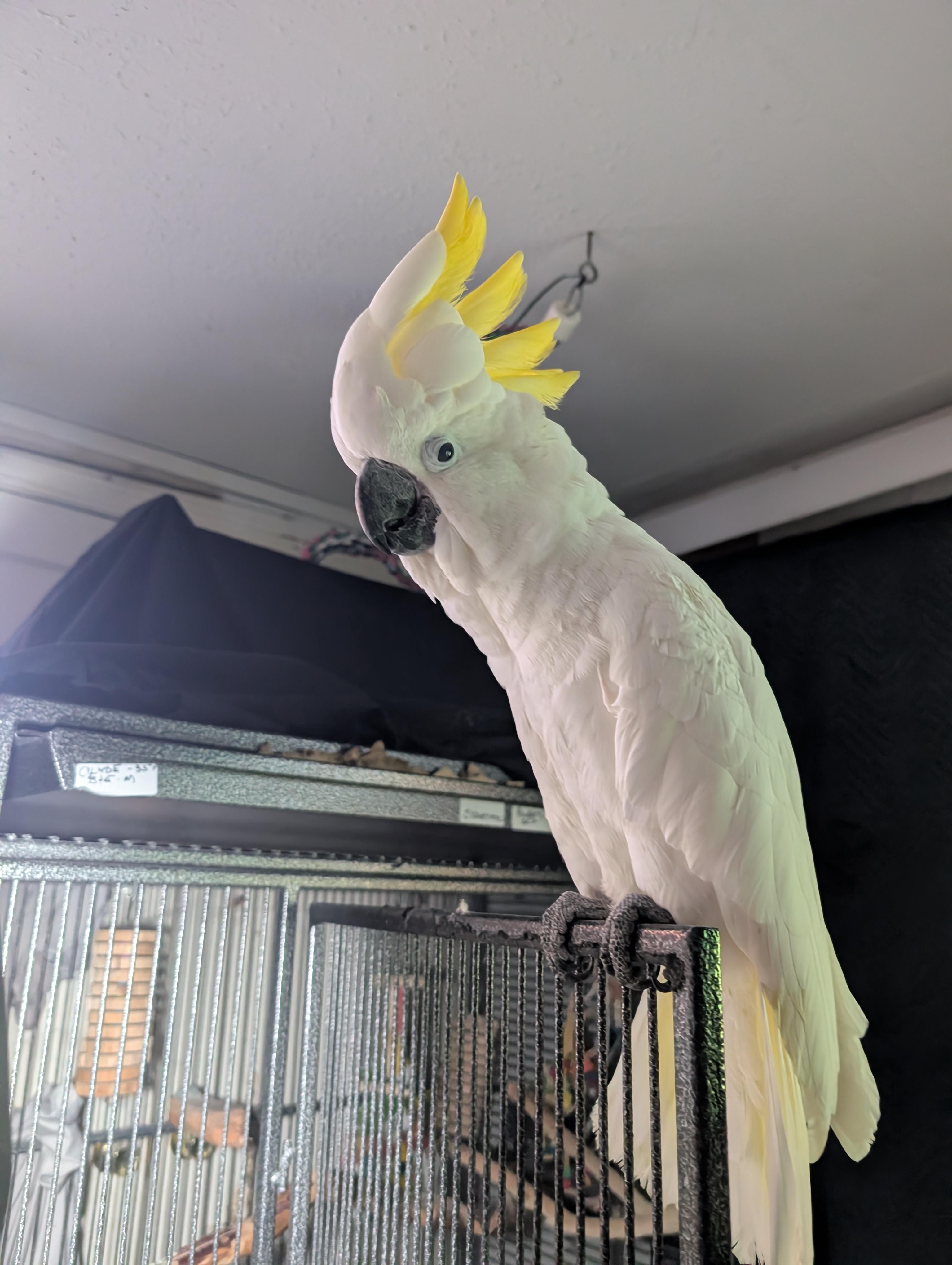Upcoming Soon 18 YO Greater Sulfur Crested Cockatoo, a ADOPTABLE Cockatoo in Vancouver, WA image 3/6