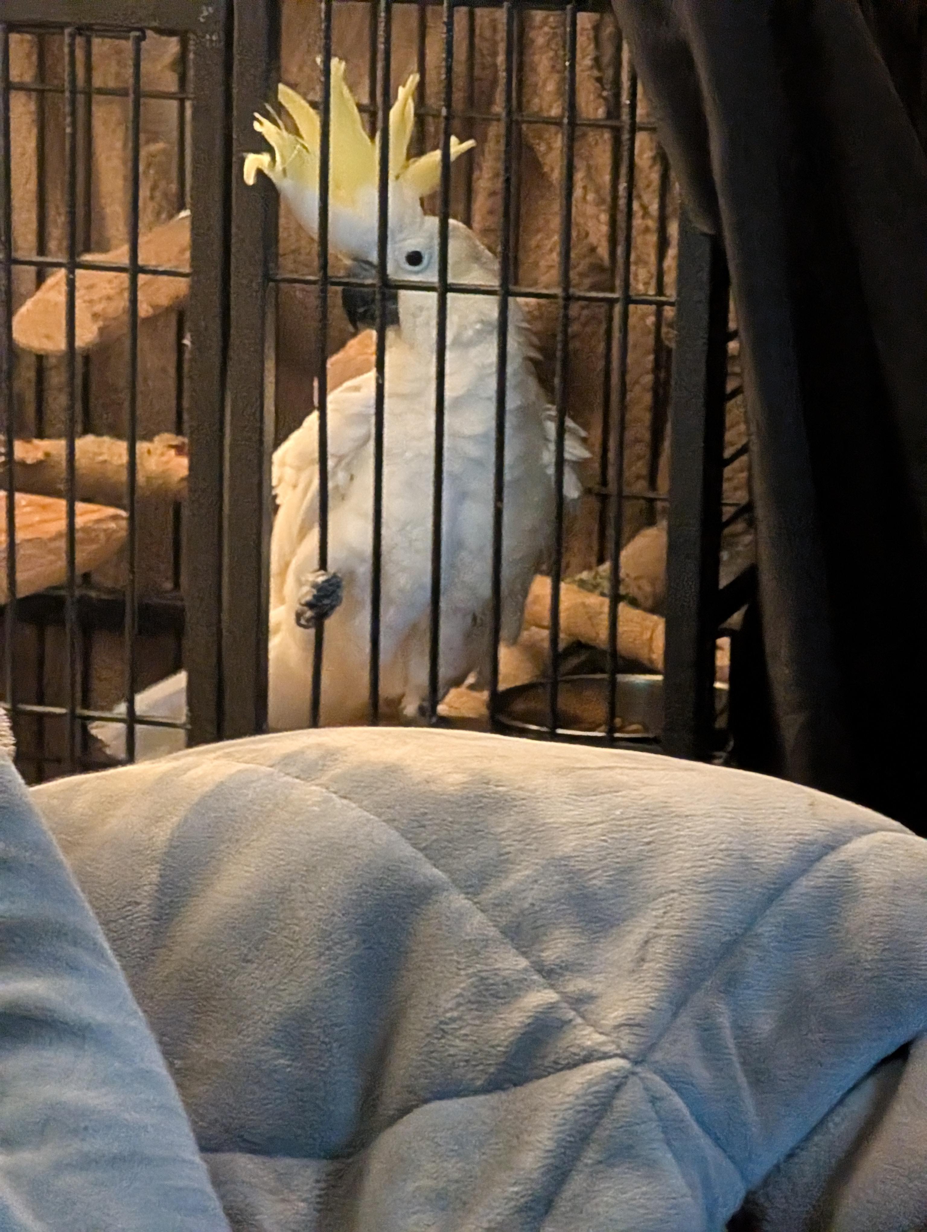 Upcoming Soon 18 YO Greater Sulfur Crested Cockatoo, a ADOPTABLE Cockatoo in Vancouver, WA image 5/6