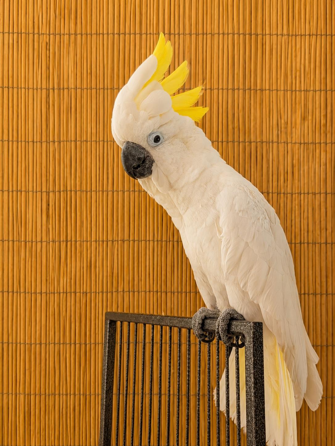 Romeo 18 YO Greater Sulfur Crested Cockatoo, an adoptable Cockatoo in Vancouver, WA image 1/6