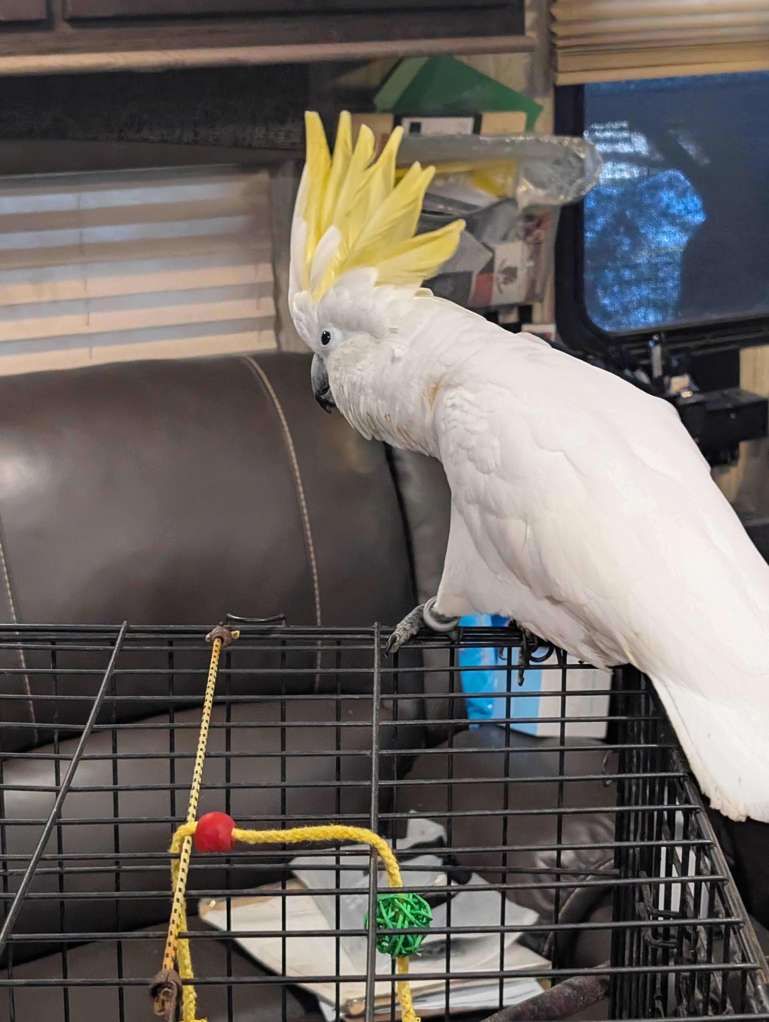 Upcoming Soon 18 YO Greater Sulfur Crested Cockatoo, a ADOPTABLE Cockatoo in Vancouver, WA image 4/6