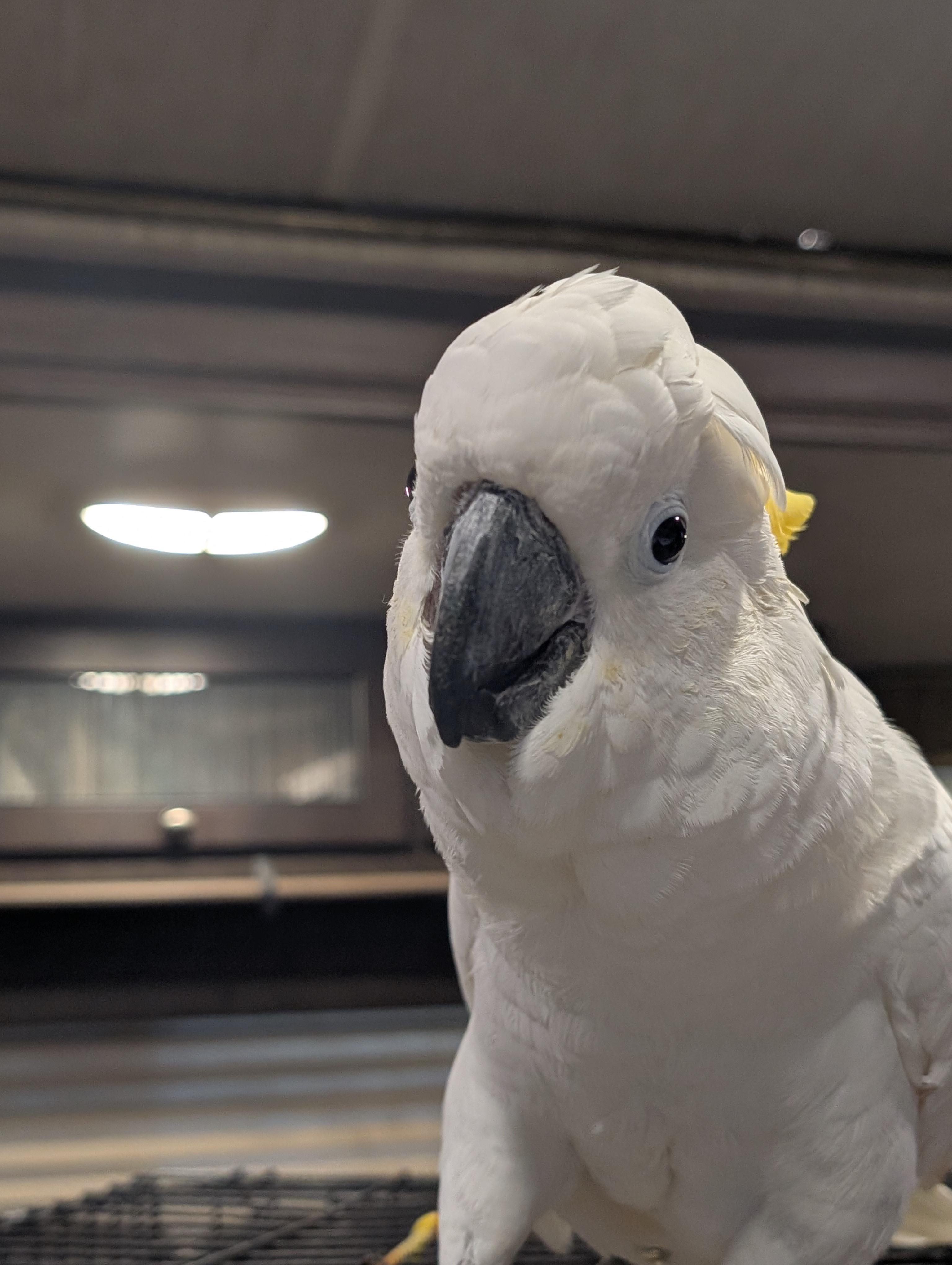 Upcoming Soon 18 YO Greater Sulfur Crested Cockatoo, a ADOPTABLE Cockatoo in Vancouver, WA image 1/6