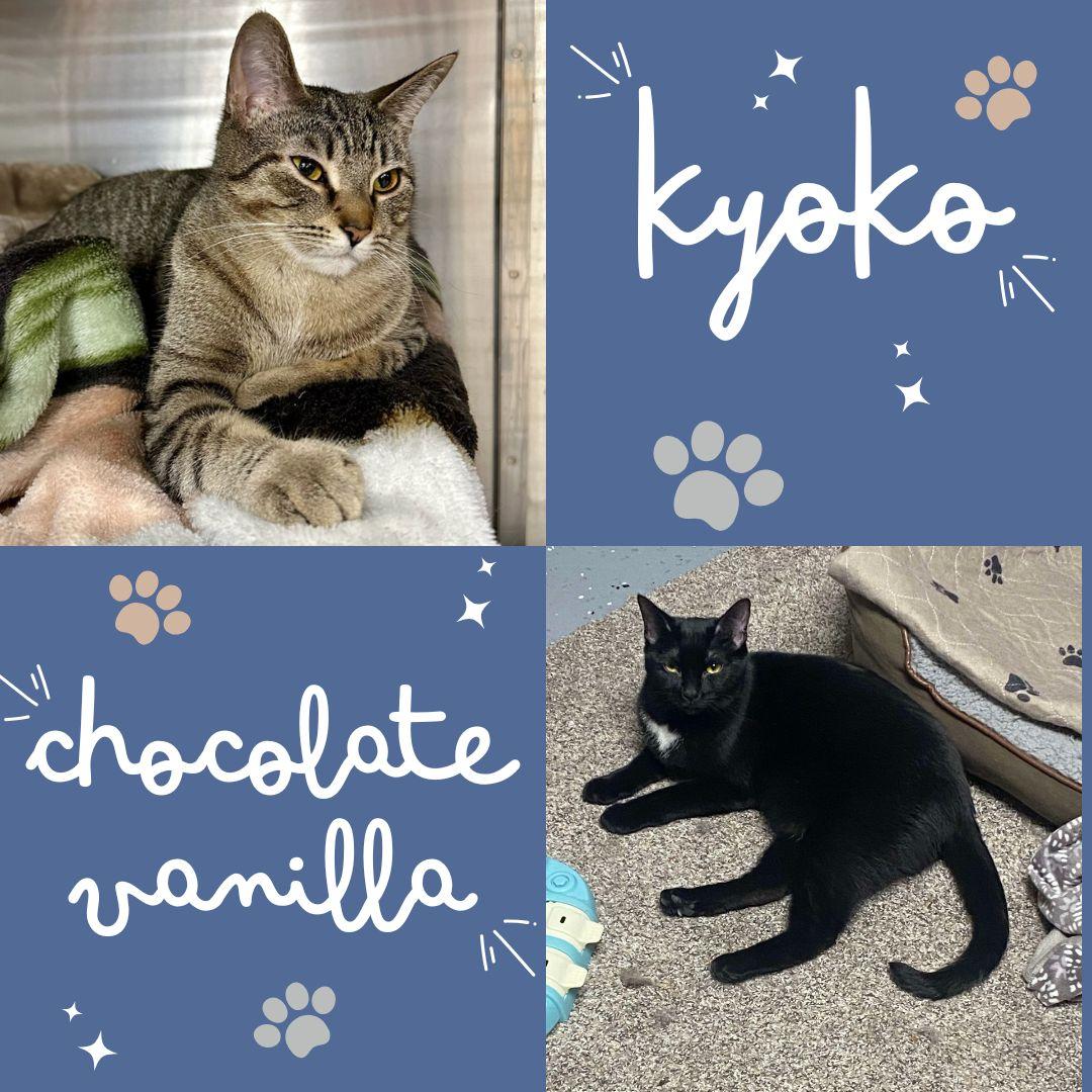 Kyoko and Chocolate Vanilla photo 2