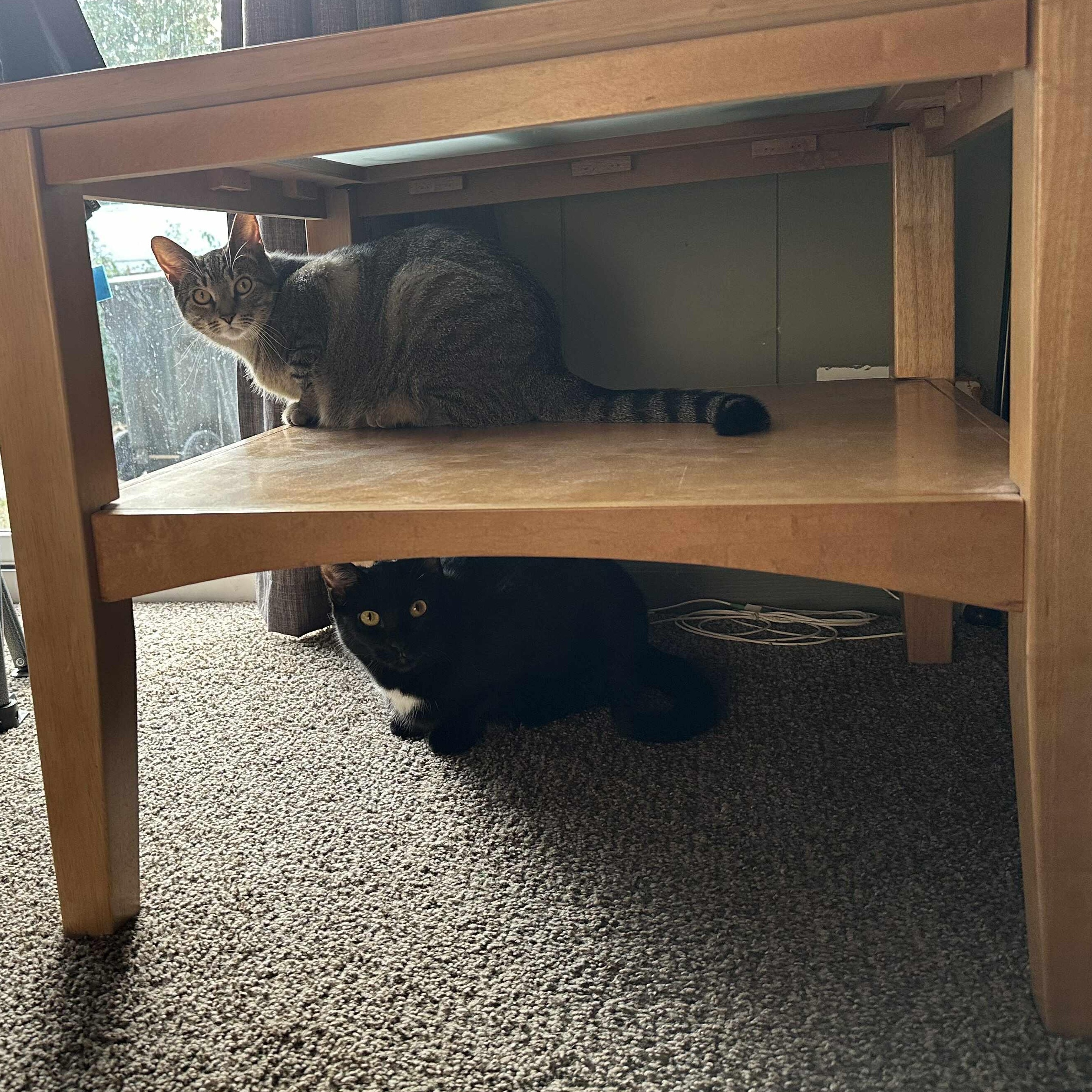 Kyoko and Chocolate Vanilla, a Adoptable Domestic Short Hair image 6/6