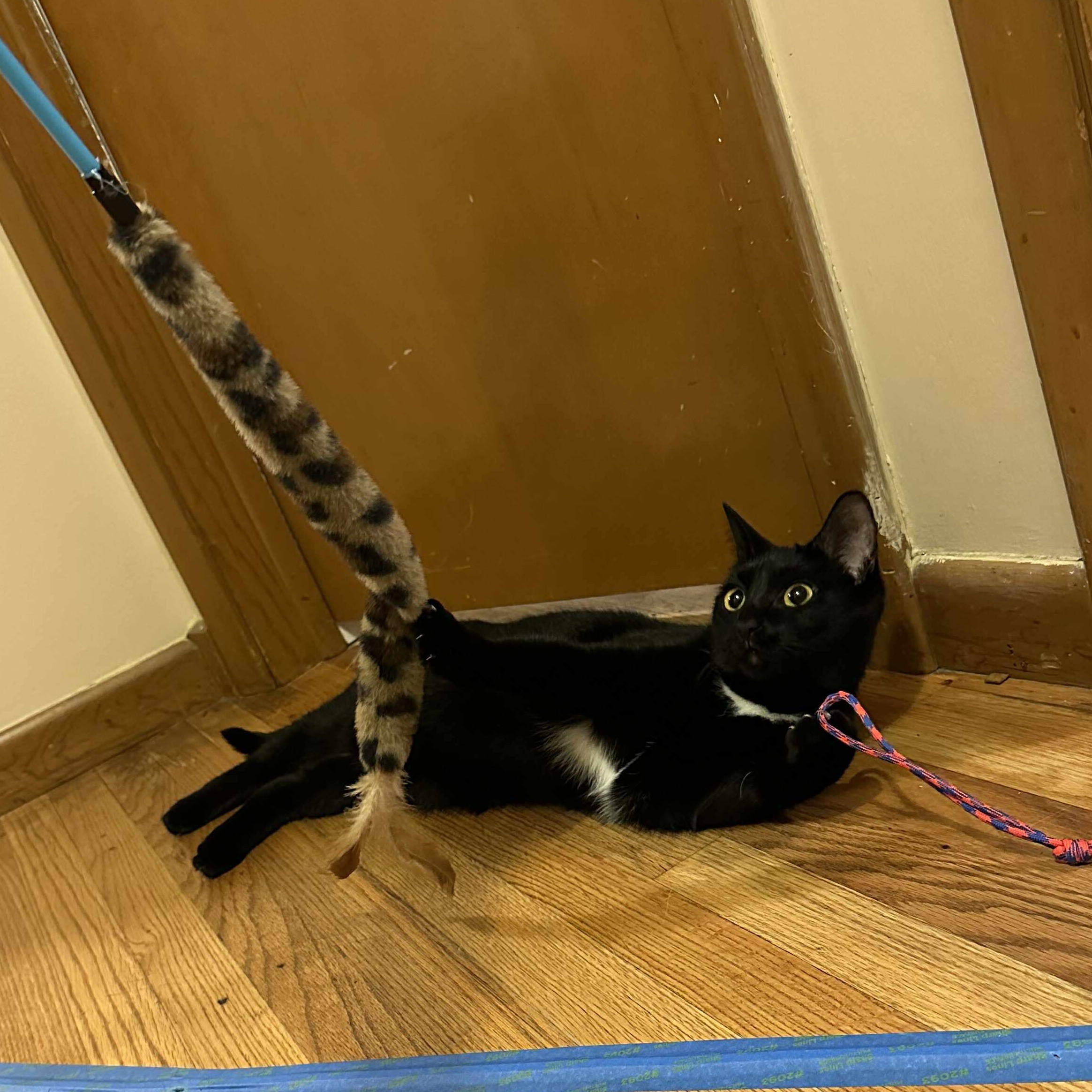 Kyoko and Chocolate Vanilla