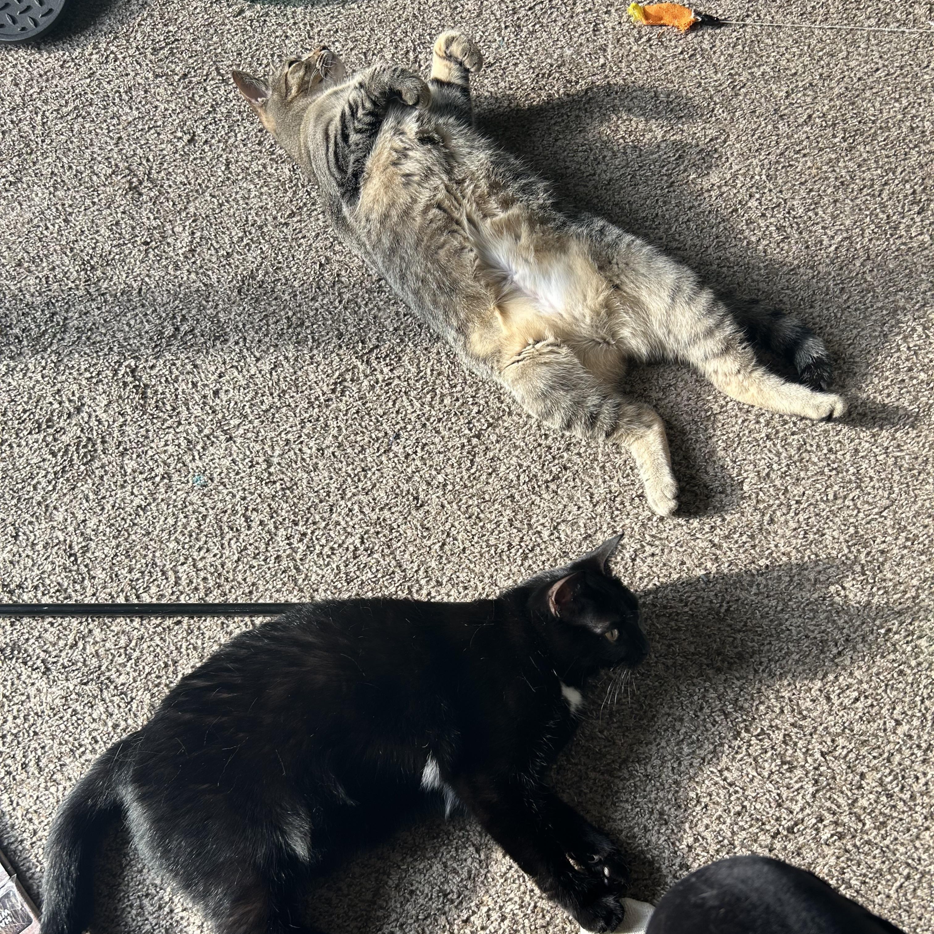 Kyoko and Chocolate Vanilla, a Adoptable Domestic Short Hair image 2/6