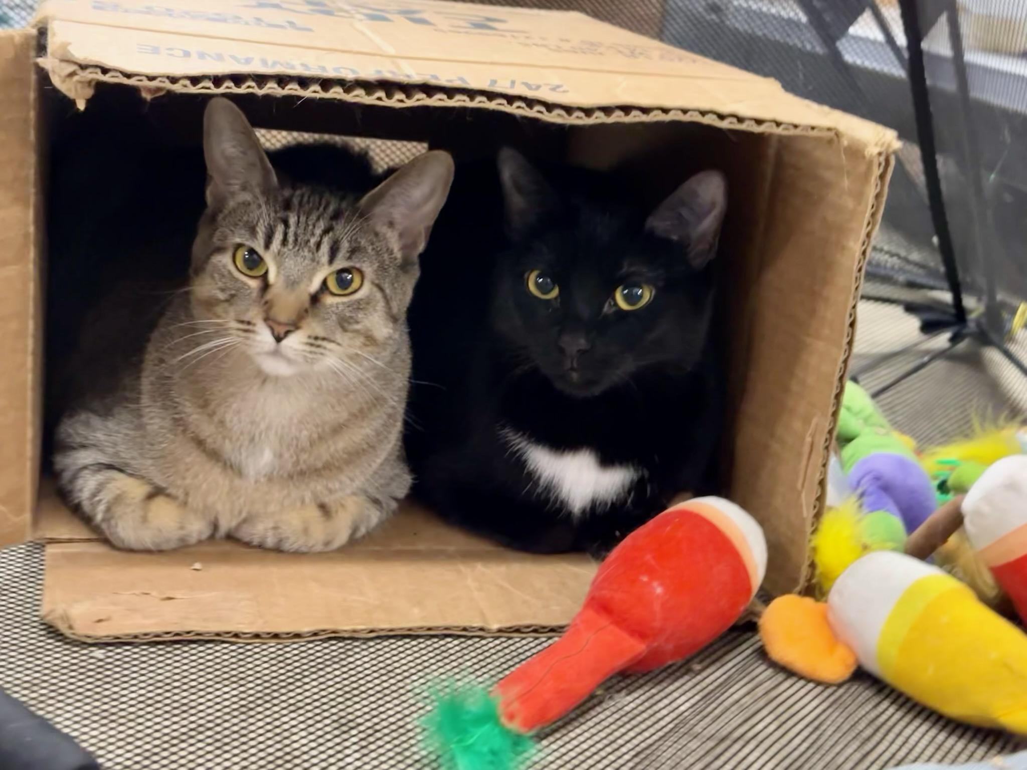 Kyoko and Chocolate Vanilla, a Adoptable Domestic Short Hair image 3/6