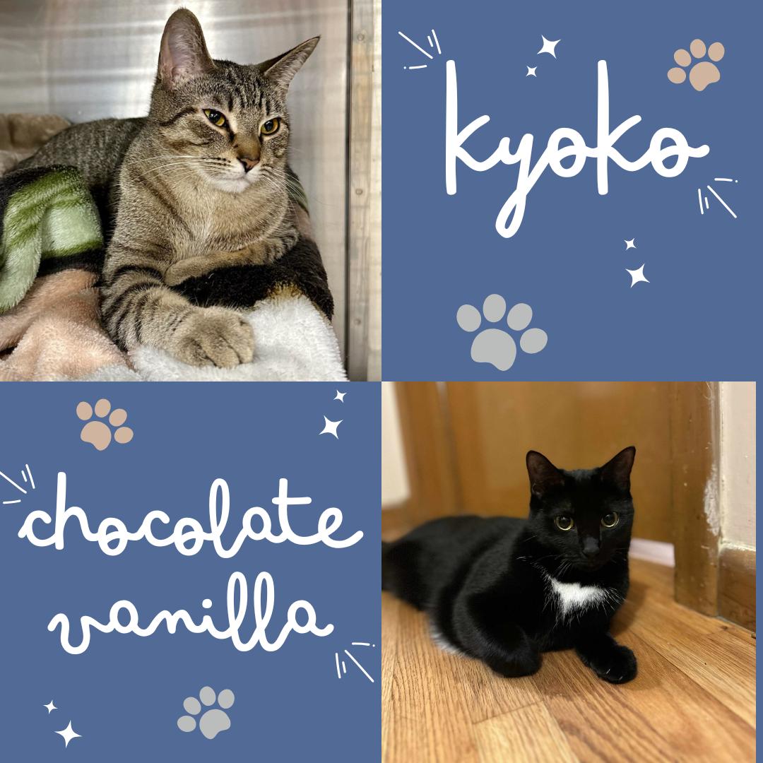 Kyoko and Chocolate Vanilla, a Adoptable Domestic Short Hair image 1/6