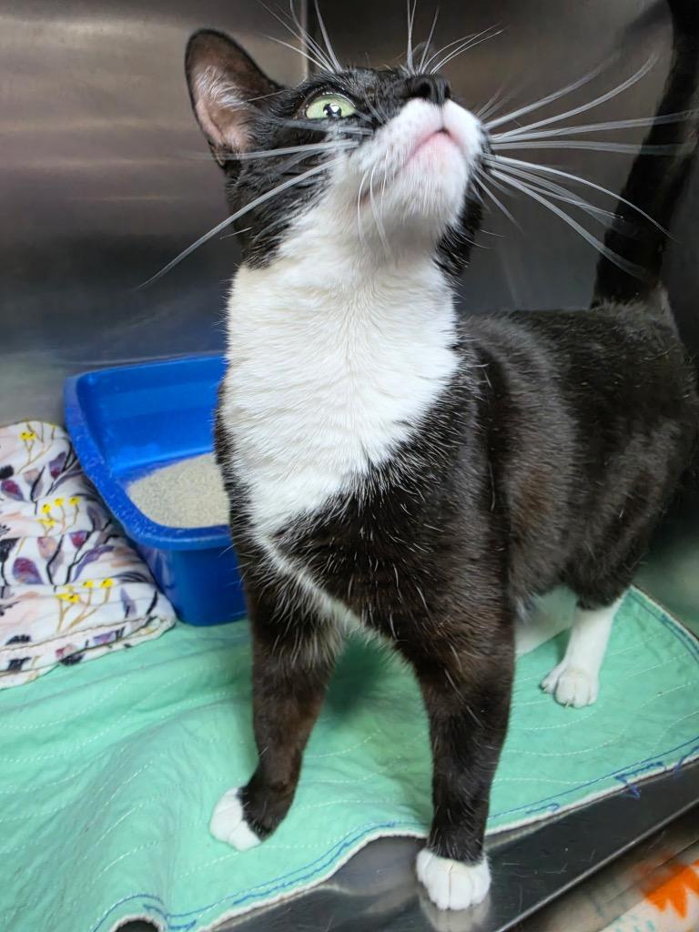 Enlarge Marie, a Adopted mixed breed in New Manchester, WV image 1/1