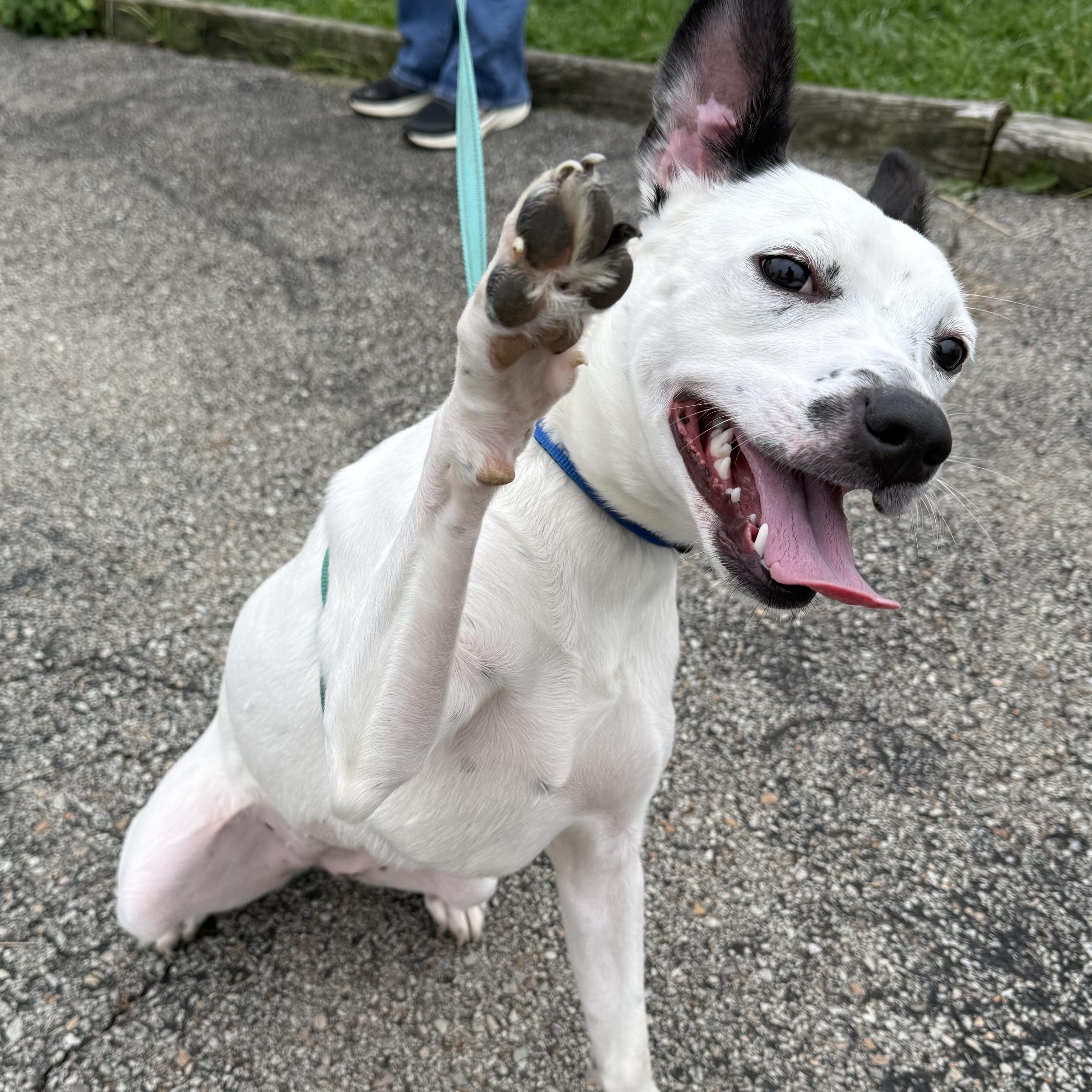 Enlarge Pearl, a Adoptable mixed breed in Washington, PA image 2/6