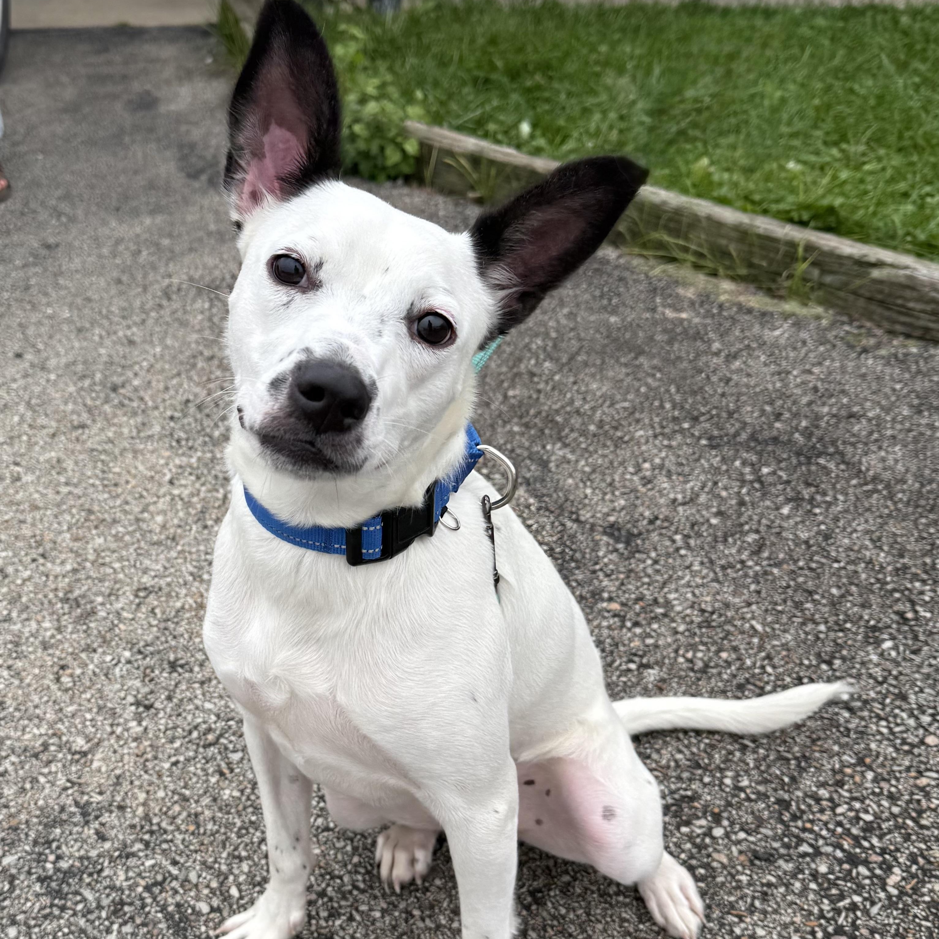 Pearl, Adoptable, Young Female Australian Cattle Dog / Blue Heeler.