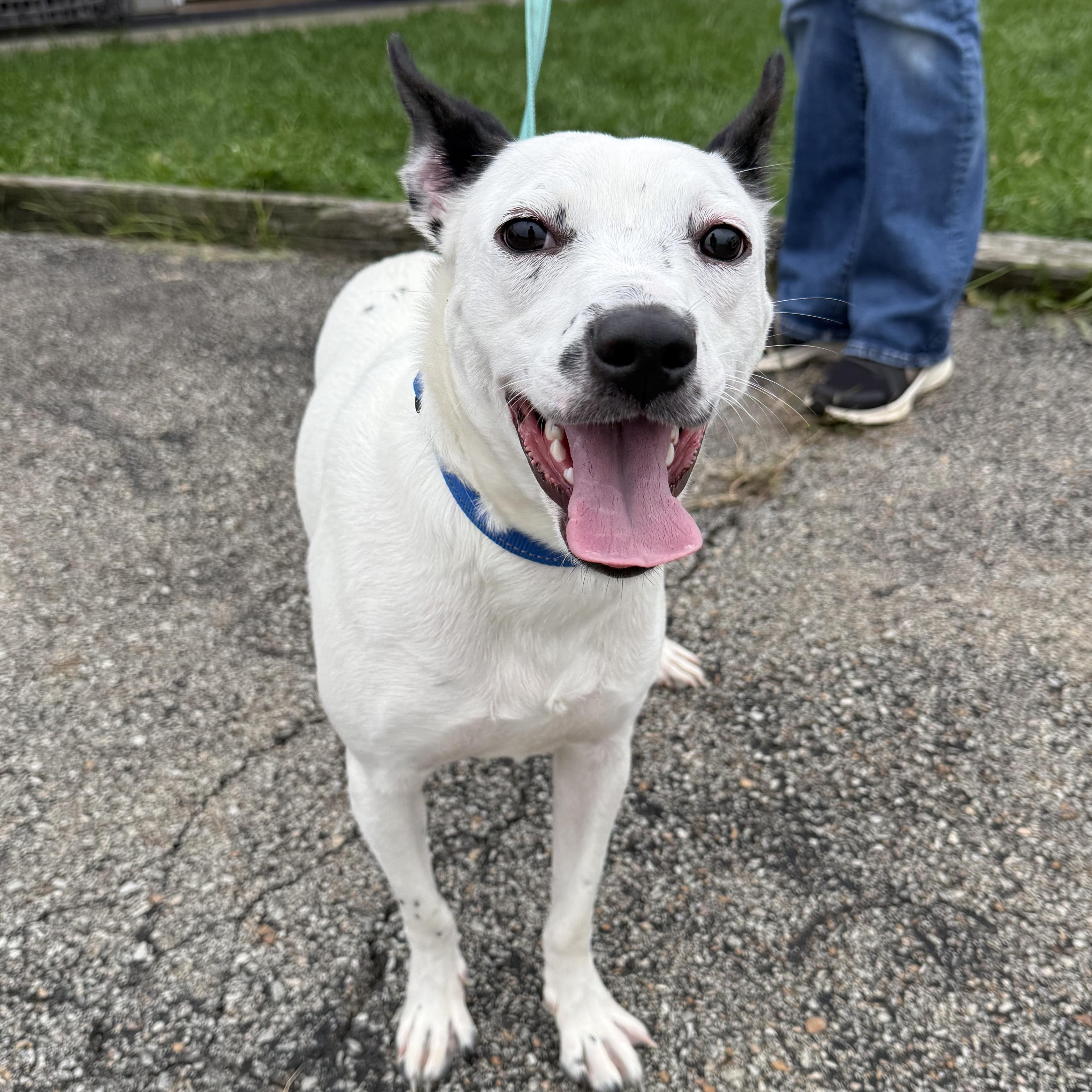 Enlarge Pearl, a Adoptable mixed breed in Washington, PA image 3/6