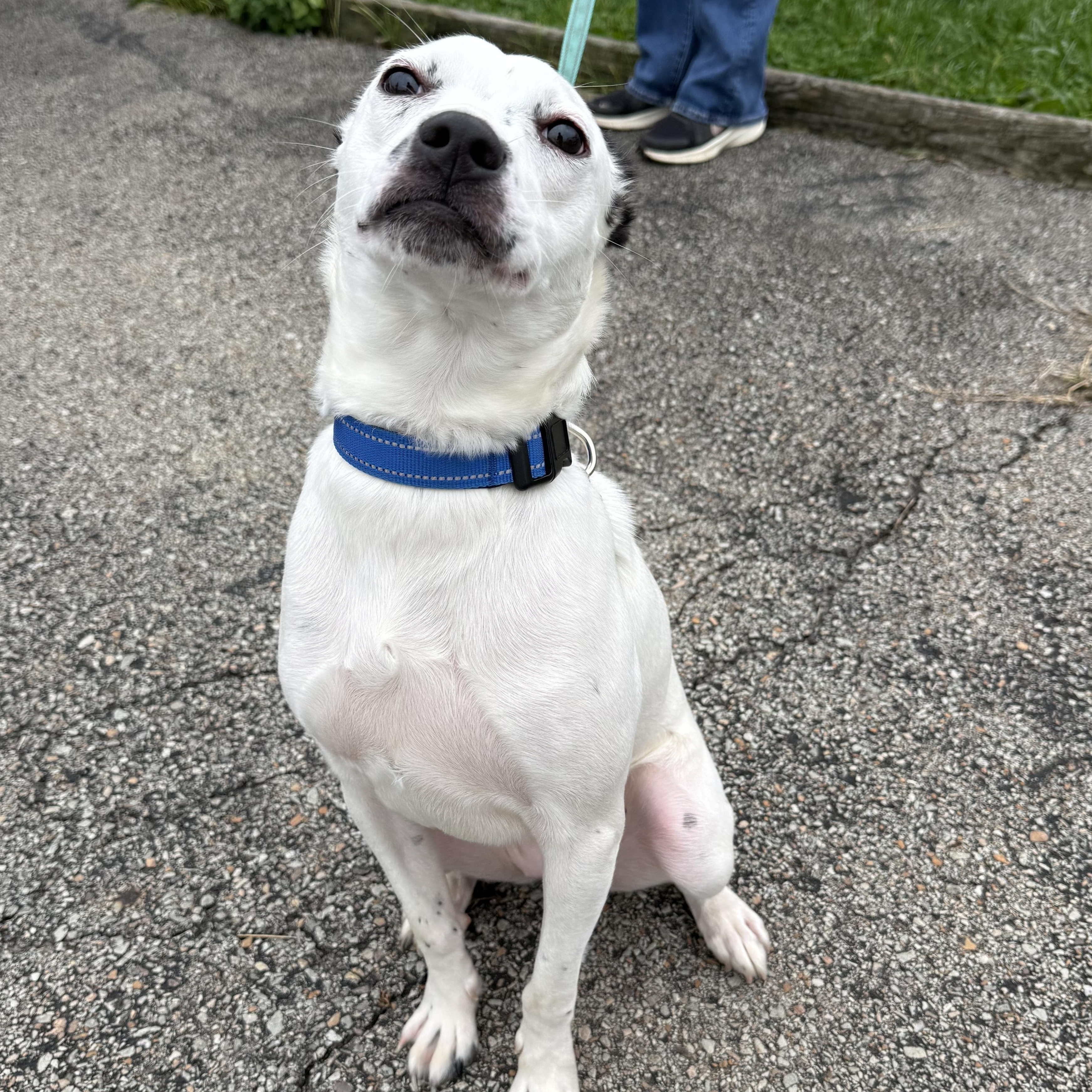 Enlarge Pearl, a Adoptable mixed breed in Washington, PA image 6/6