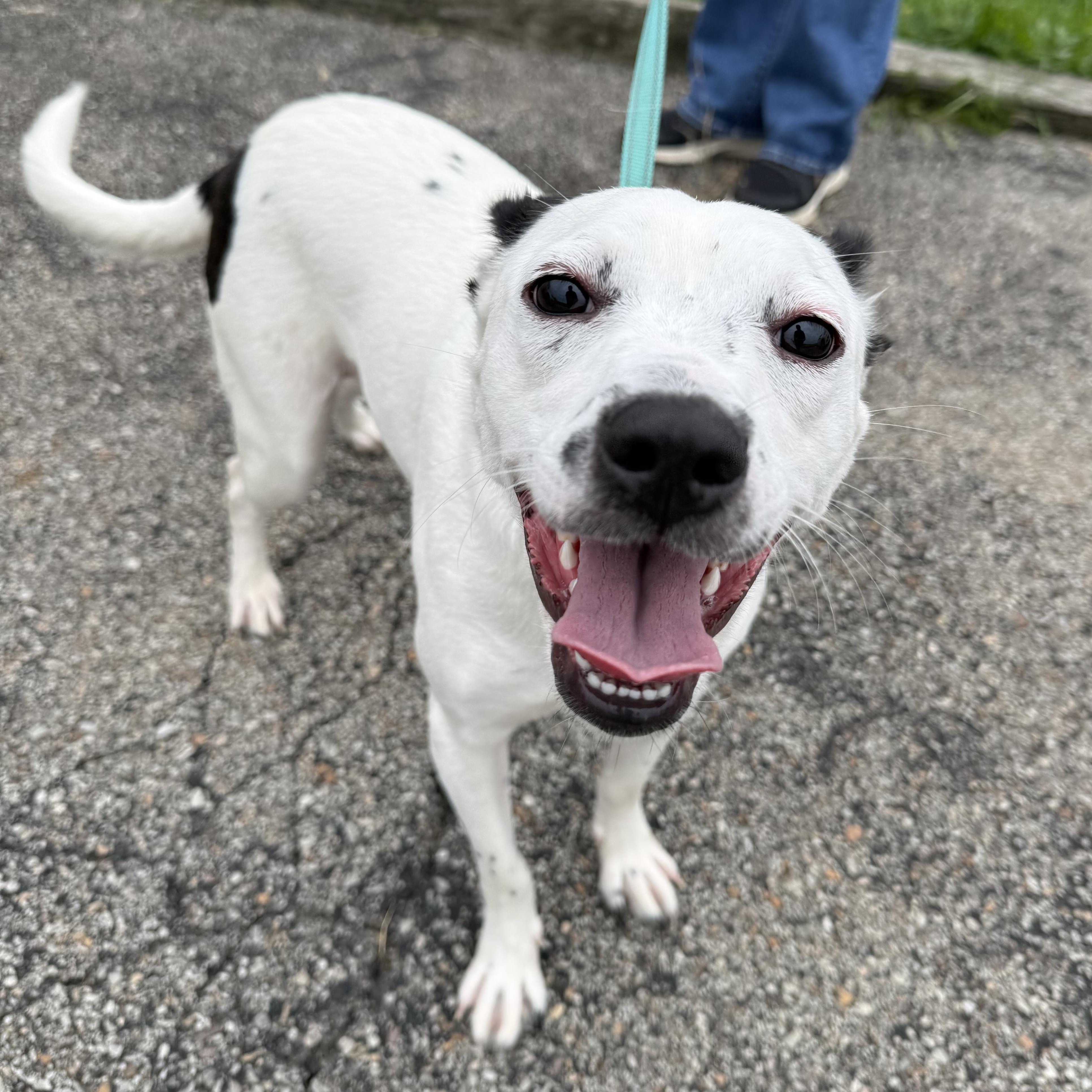 Enlarge Pearl, a Adoptable mixed breed in Washington, PA image 5/6