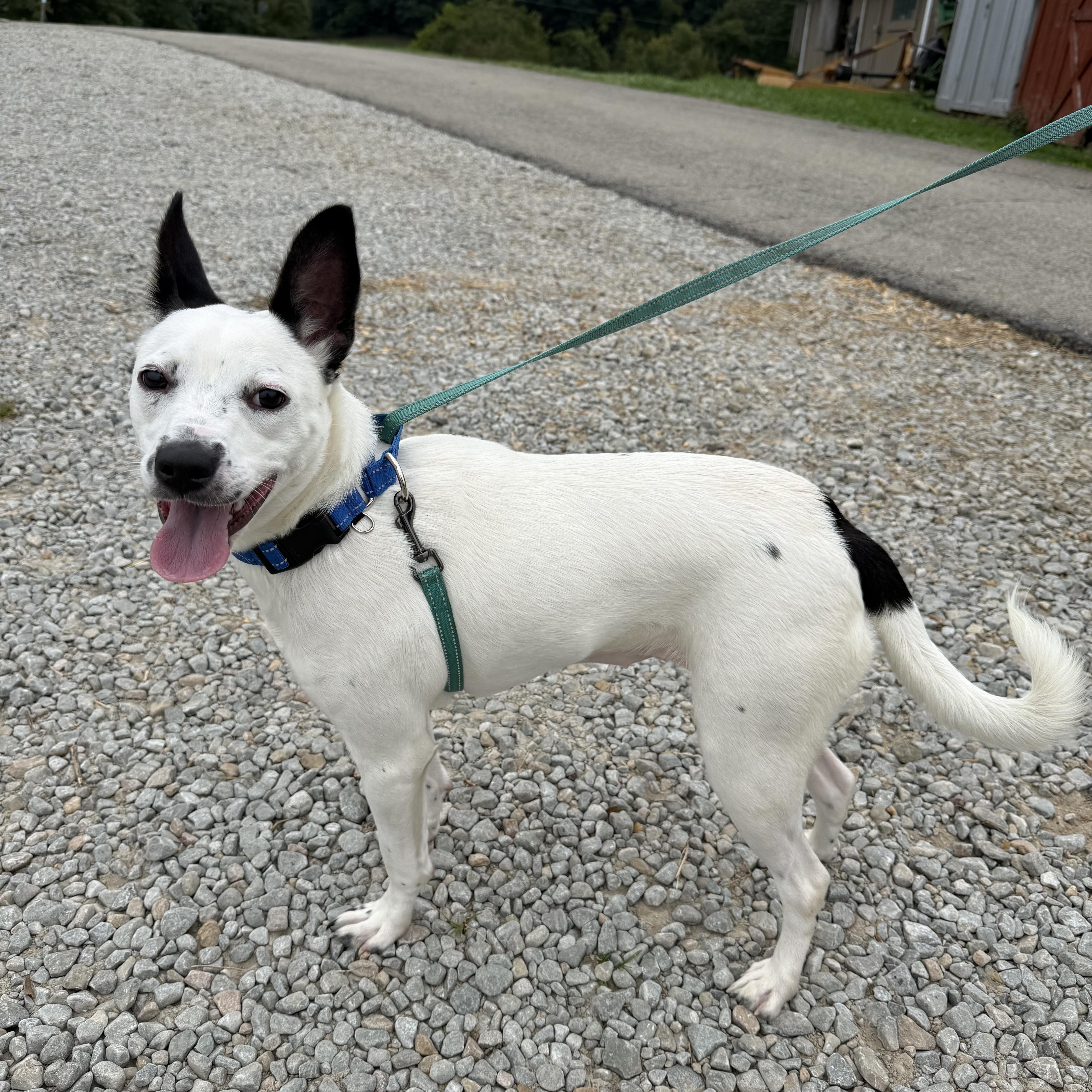 Enlarge Pearl, a Adoptable mixed breed in Washington, PA image 4/6