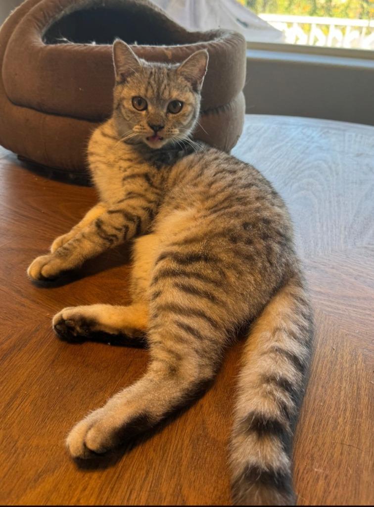 Zara, Adoptable, Young Female Domestic Medium Hair.