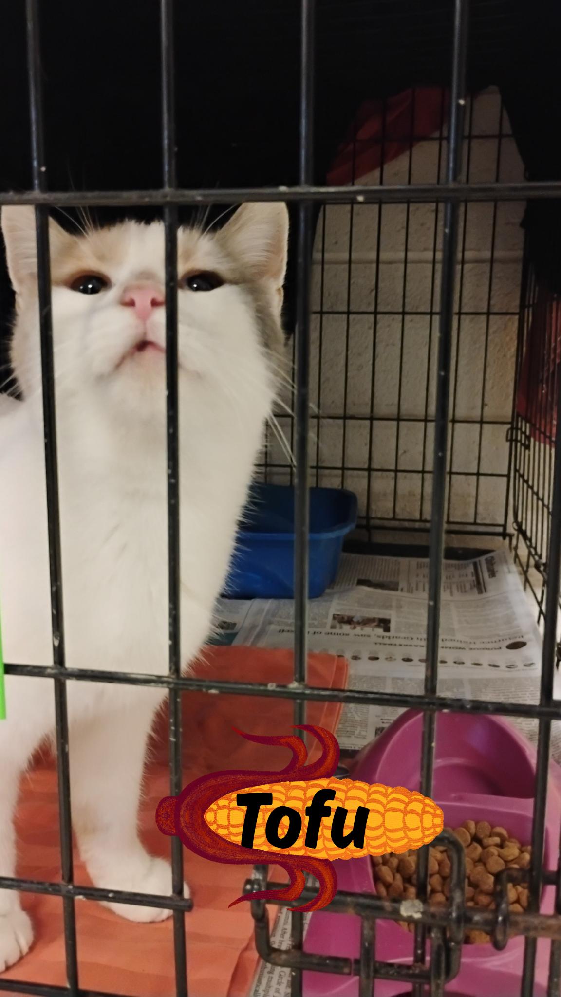 Enlarge Tofu, a Adoptable Dilute Calico in Muncie, IN image 1/1