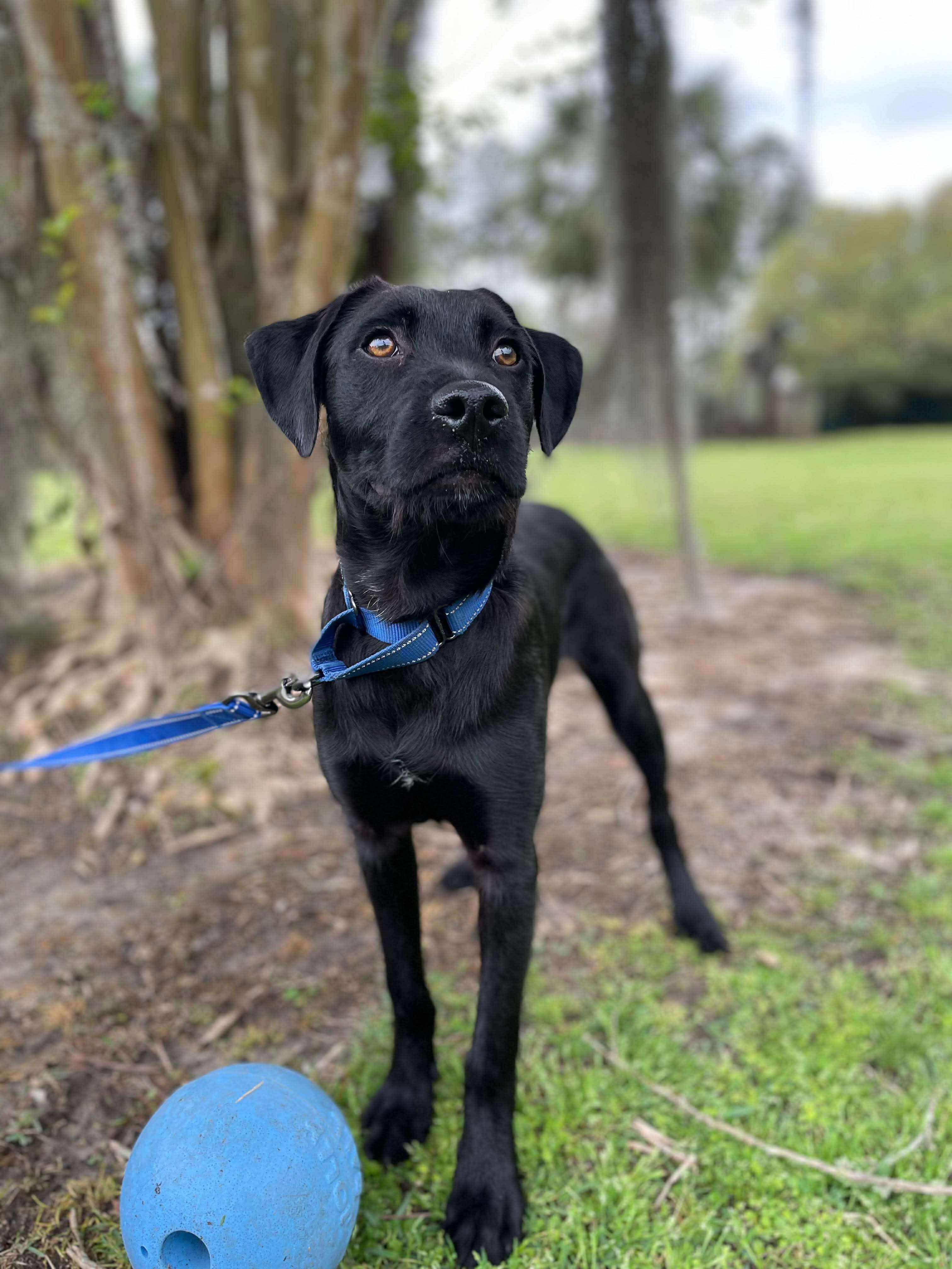 Wade, an adoptable Black Labrador Retriever, Schnoodle in Ocean Springs, MS, 39564 | Photo Image 4