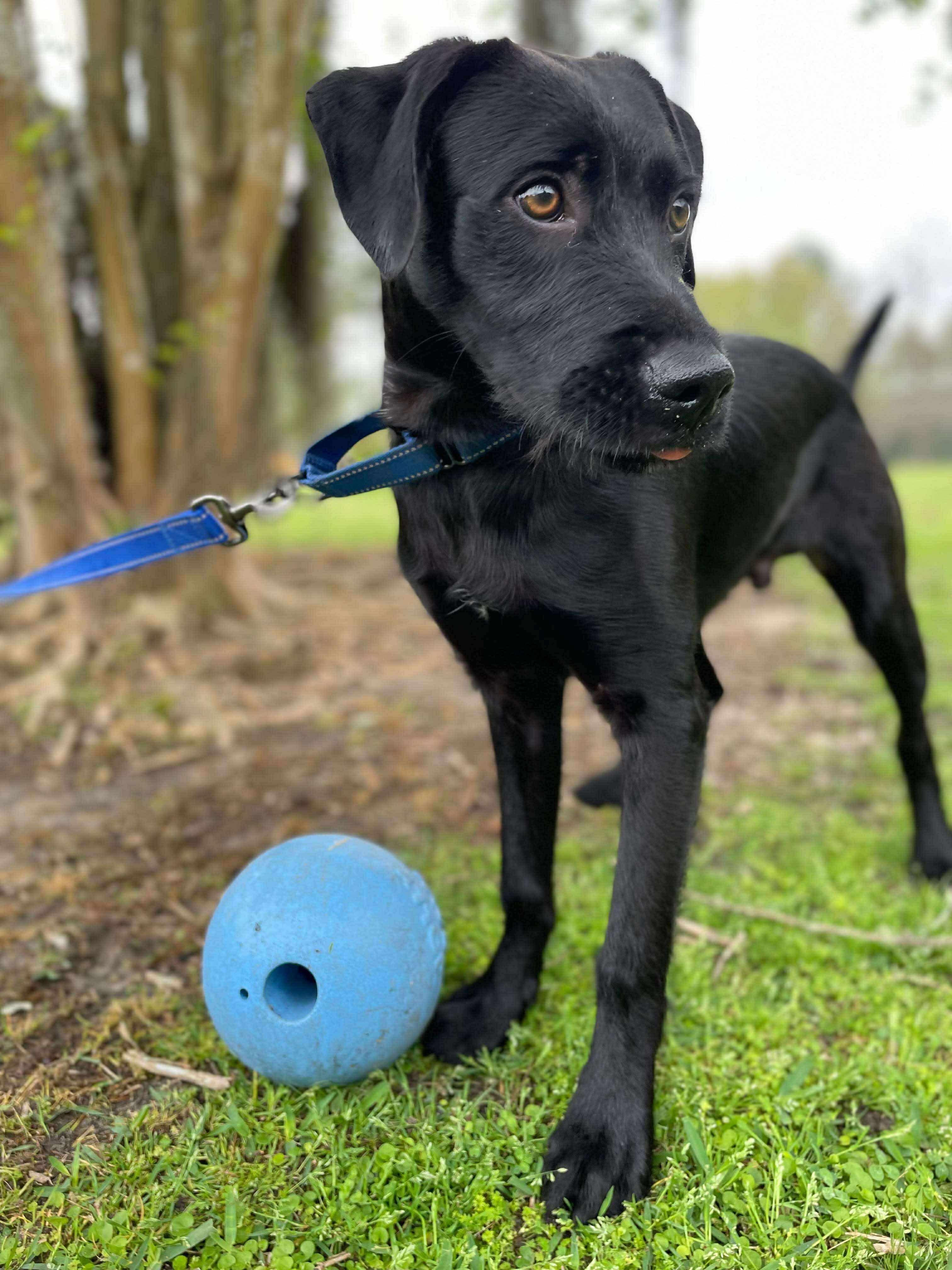 Wade, an adoptable Black Labrador Retriever, Schnoodle in Ocean Springs, MS, 39564 | Photo Image 5