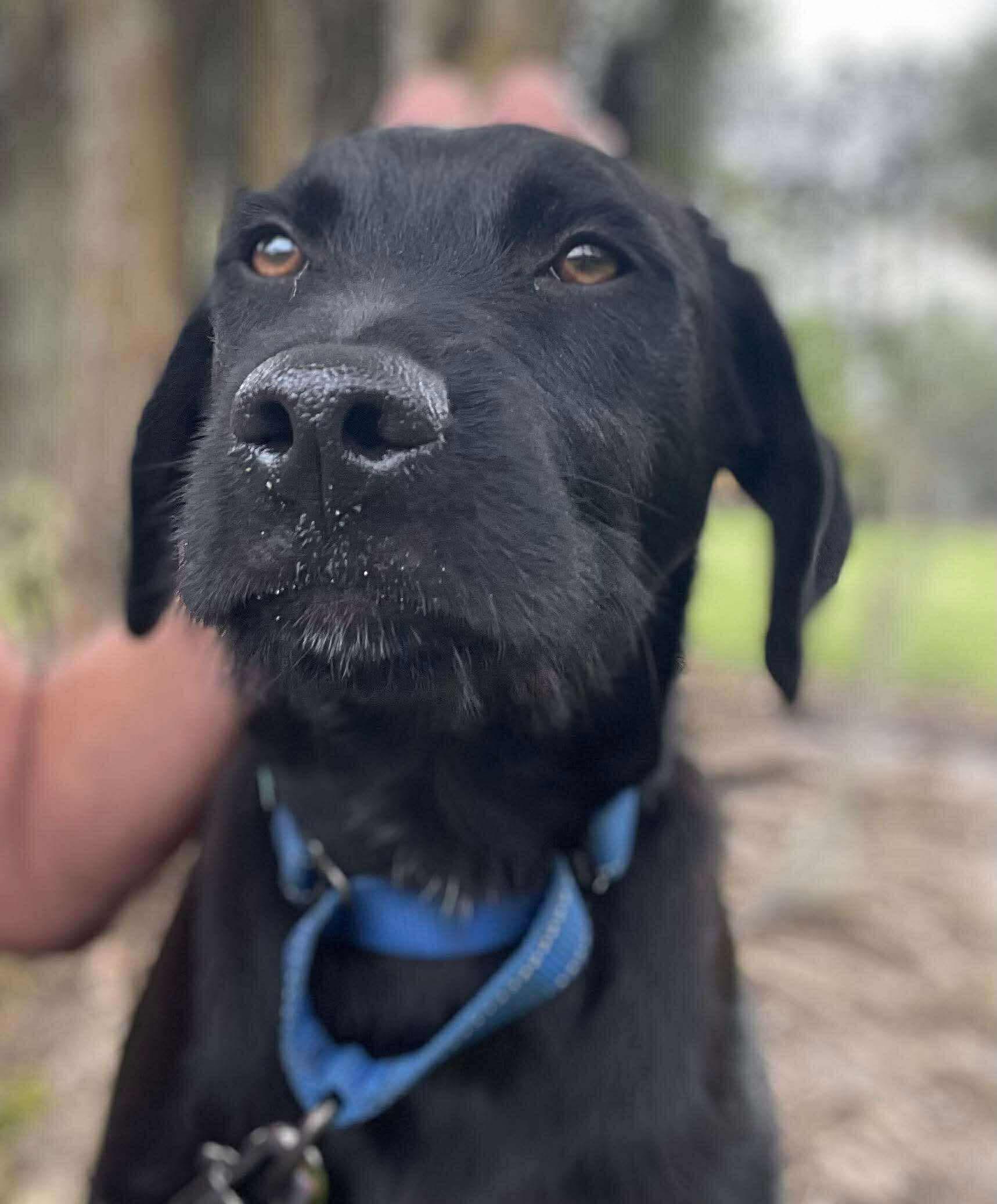 Wade, an adoptable Black Labrador Retriever, Schnoodle in Ocean Springs, MS, 39564 | Photo Image 2