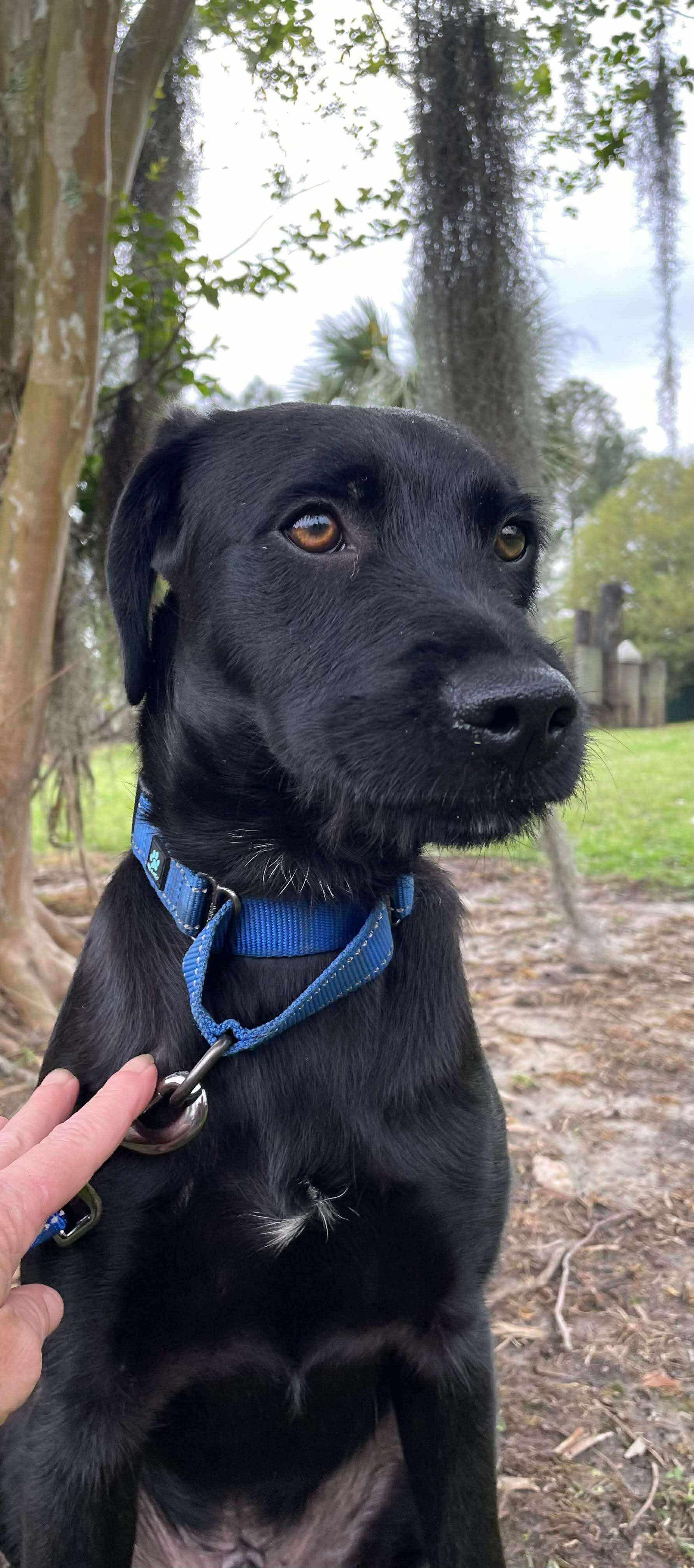 Wade, an adoptable Black Labrador Retriever, Schnoodle in Ocean Springs, MS, 39564 | Photo Image 6