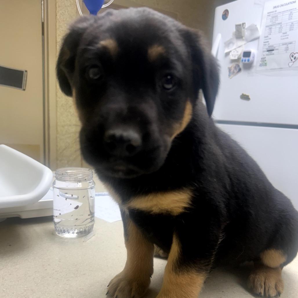 Volt — thumbnail 2