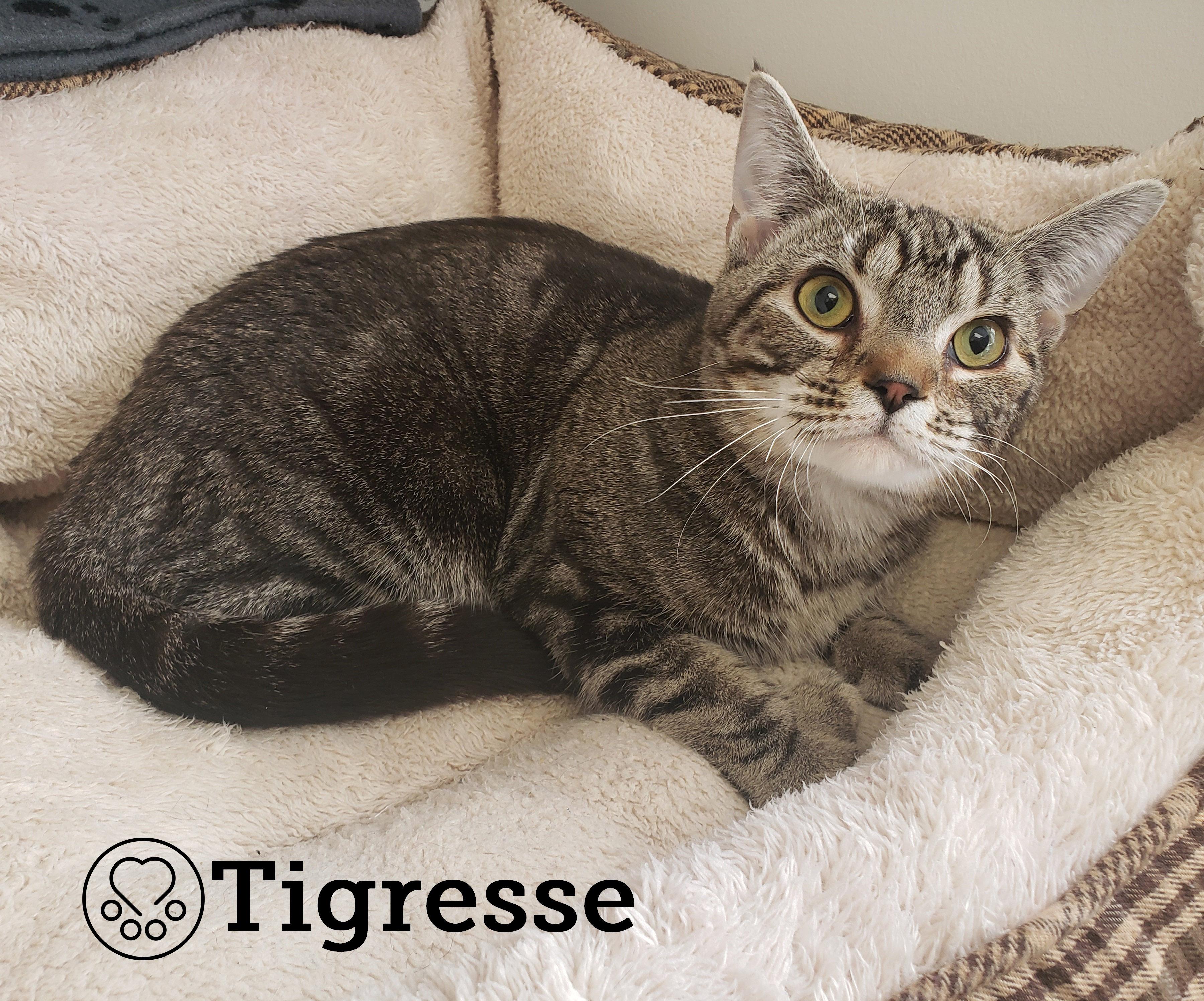 Tigresse, a ADOPTABLE mixed breed in Anjou, QC image 2/3