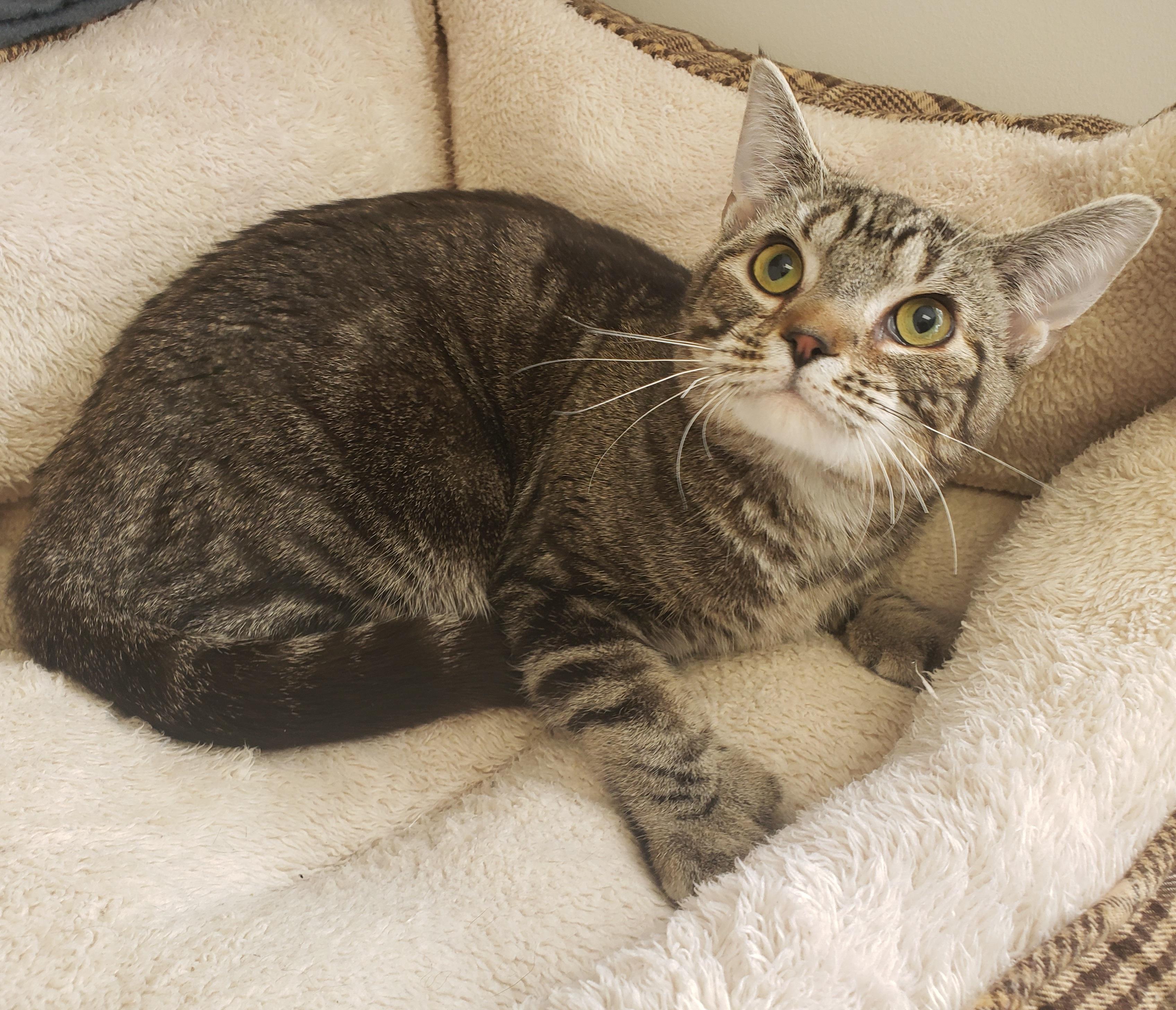 Tigresse, a ADOPTABLE mixed breed in Anjou, QC image 1/3