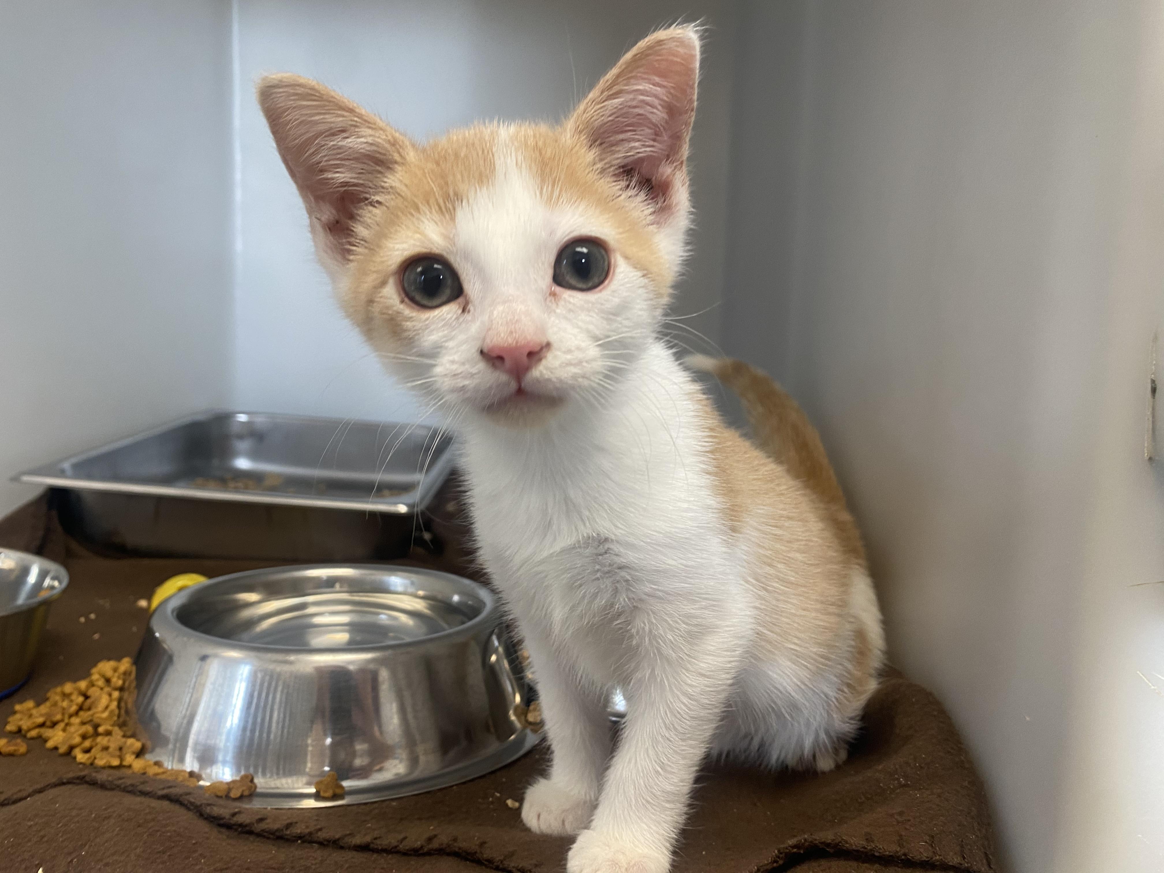 Enlarge Pumpkin, a Adopted Domestic Short Hair in King George, VA image 3/3