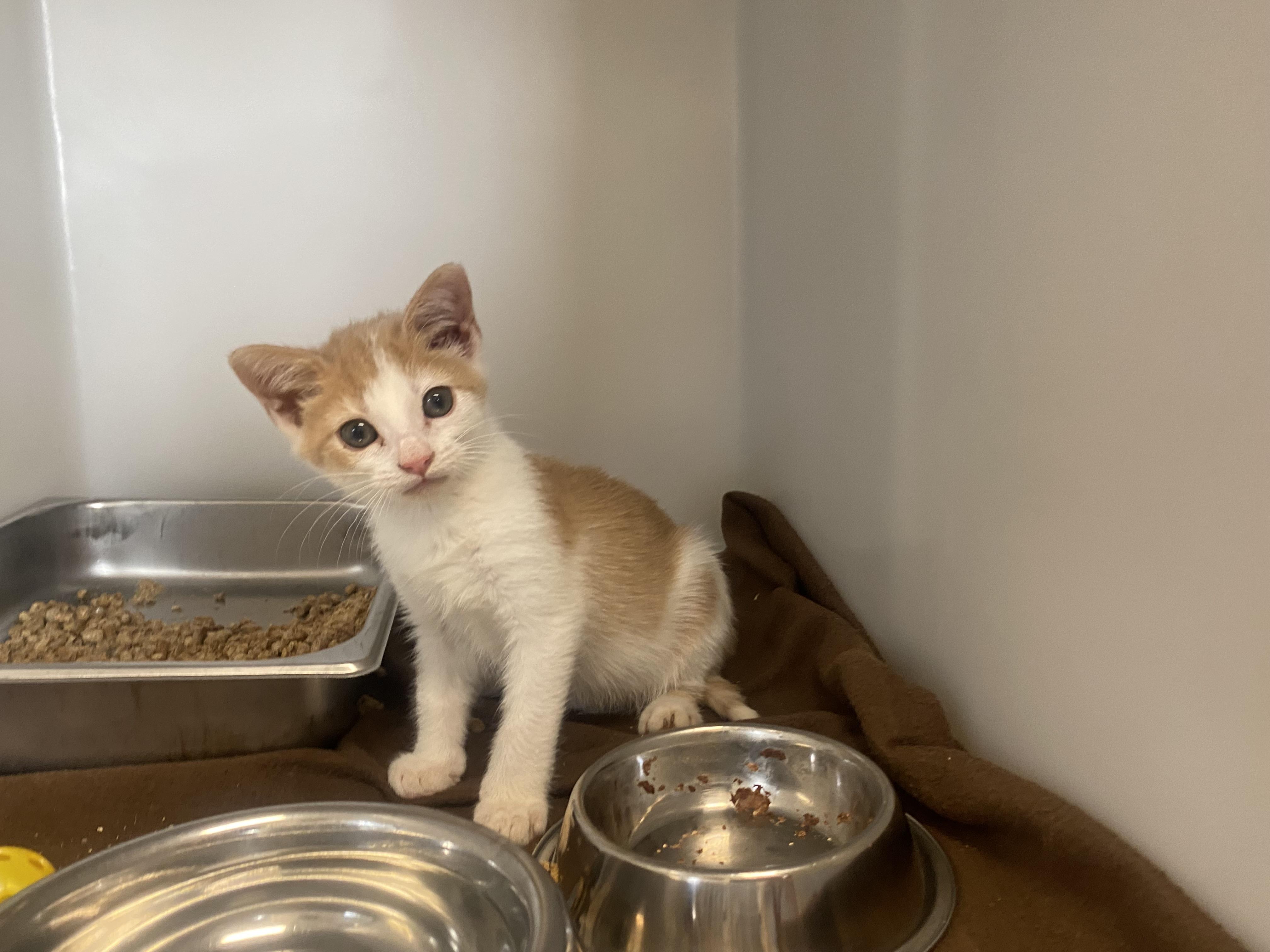 Enlarge Pumpkin, a Adopted Domestic Short Hair in King George, VA image 2/3