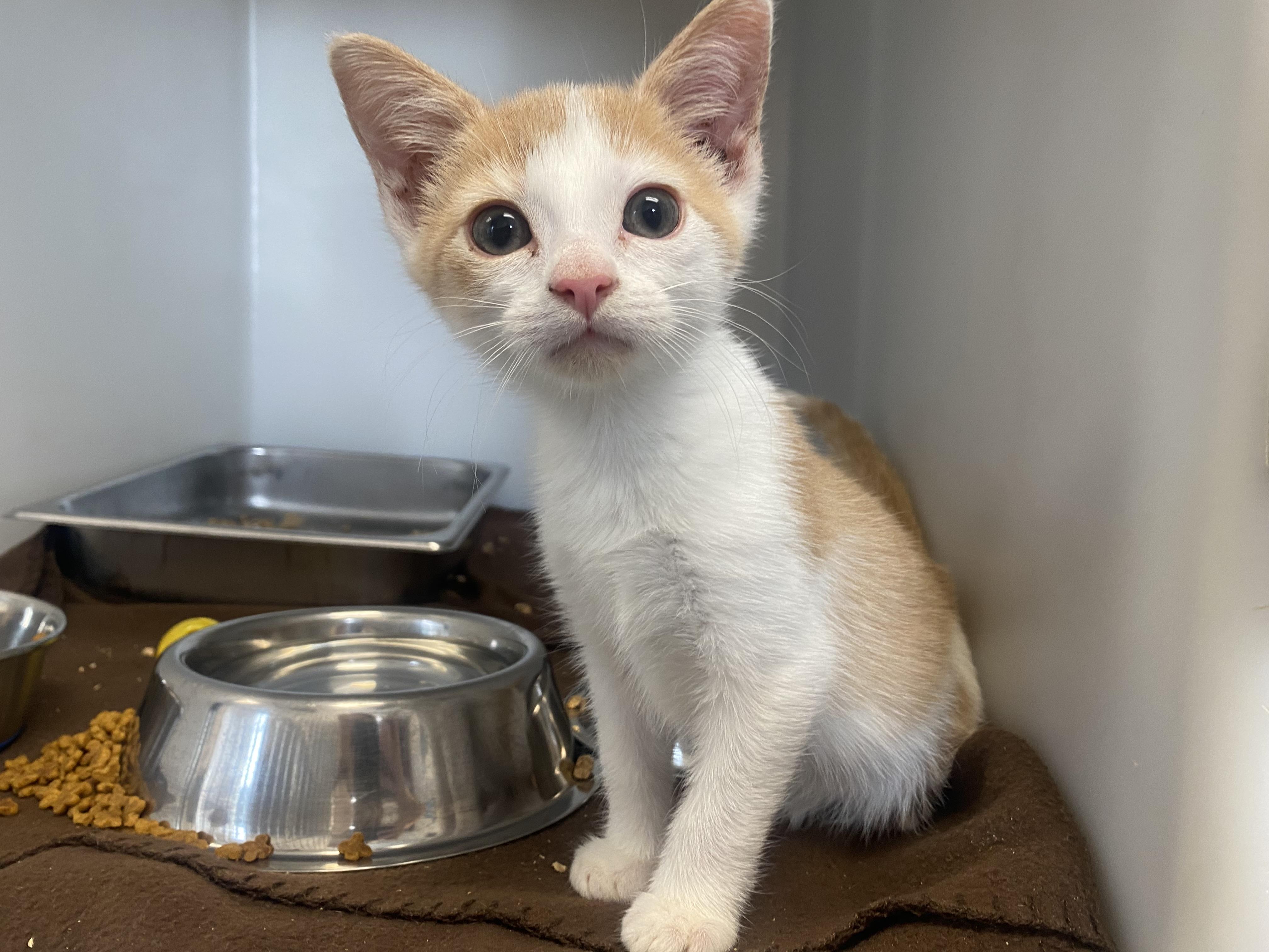 Enlarge Pumpkin, a Adopted Domestic Short Hair in King George, VA image 1/3
