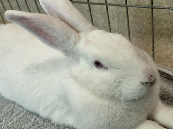 Dr. Pepper, Adoptable, Adult Female Bunny Rabbit.