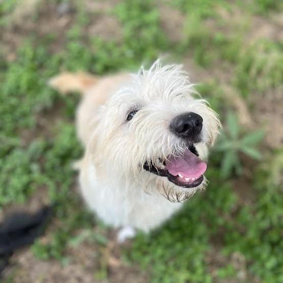 Rocket, Adoptable, Young Male Shih Tzu & Jack Russell Terrier.
