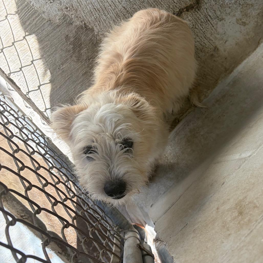 Enlarge Rocket, a Adoptable mixed breed in Laredo, TX image 2/2