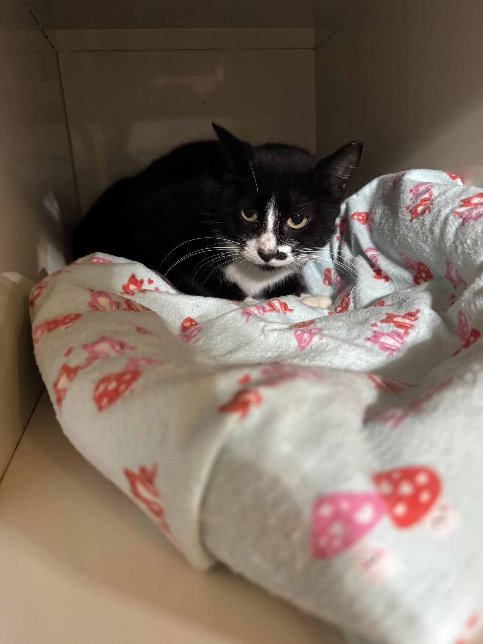 Enlarge Miley, a Adoptable Domestic Short Hair in Hammond, LA image 1/1