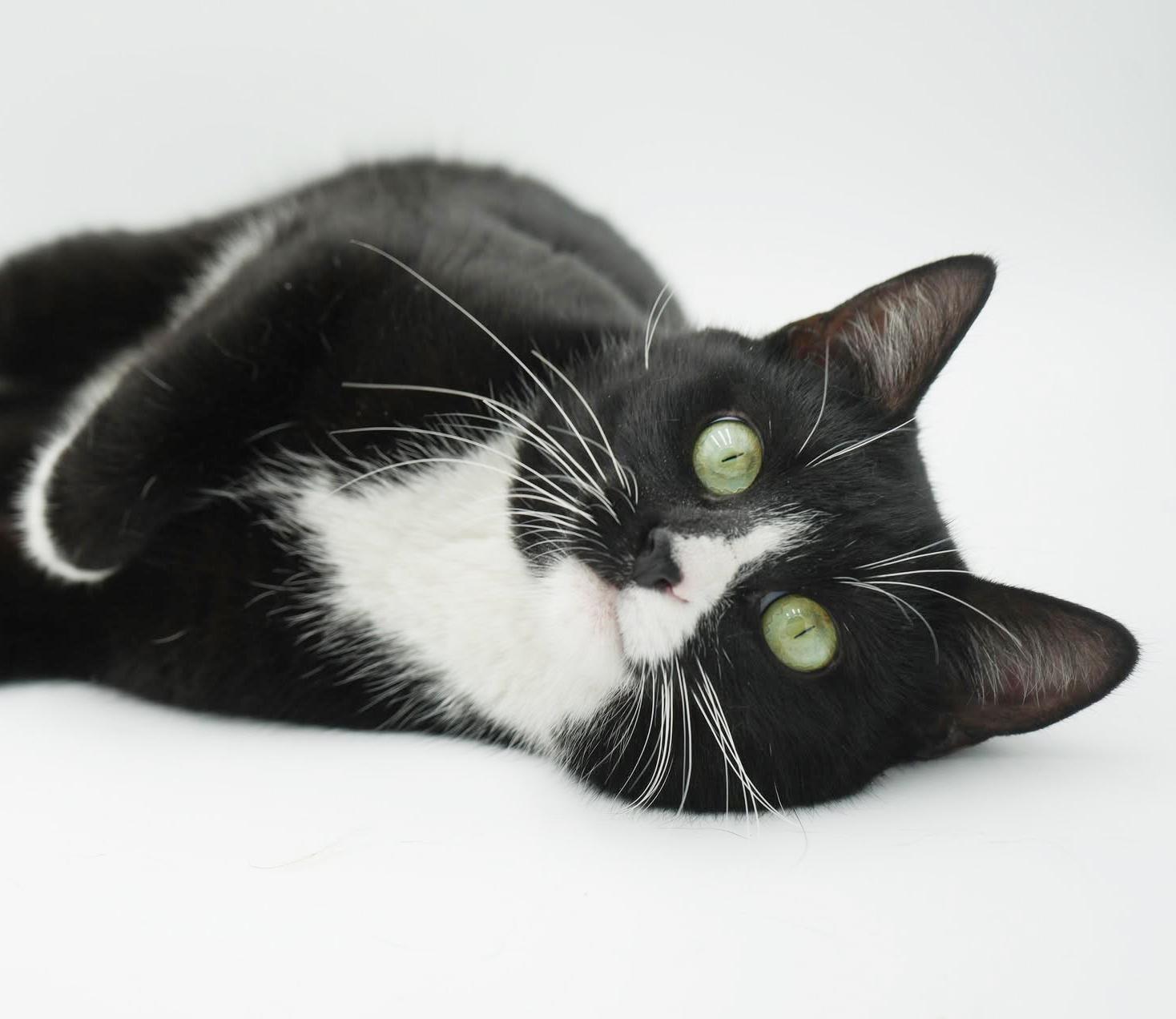 Mittens is sooo darn special and OMG cute!  VIDEO OF THIS GREEN EYED THERAPY LOVER, Adoptable, Young Male Tuxedo & Bombay.