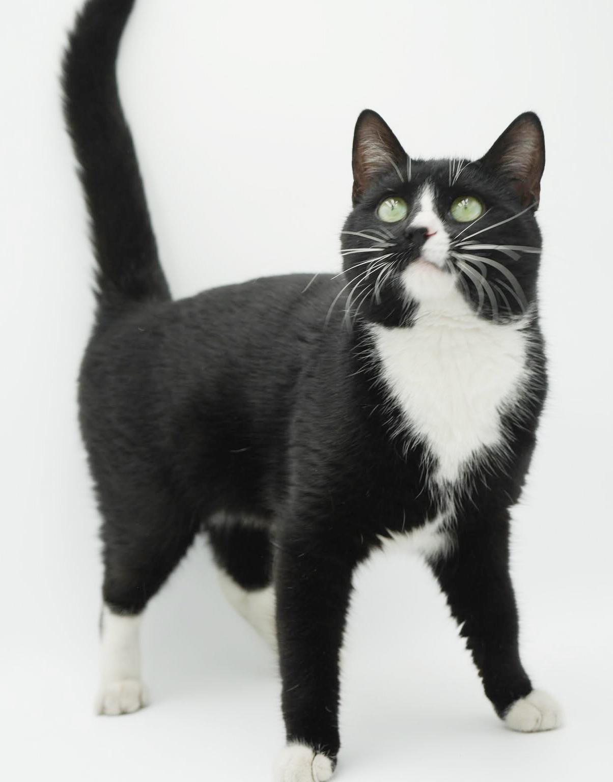 Enlarge Mittens is sooo darn special and OMG cute!  VIDEO OF THIS GREEN EYED THERAPY LOVER, a Adoptable mixed breed in Bedford Hills, NY image 2/6