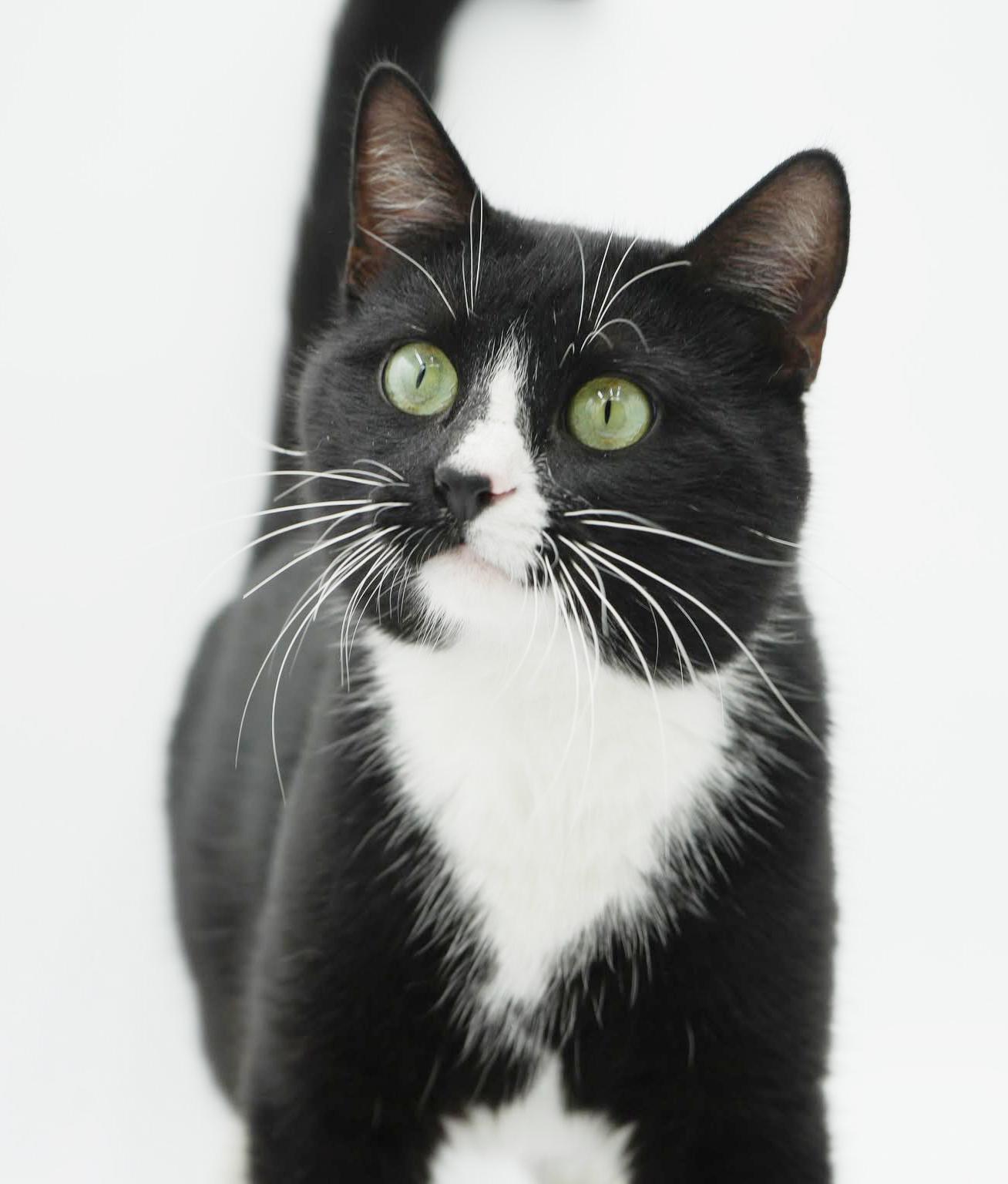 Enlarge Mittens is sooo darn special and OMG cute!  VIDEO OF THIS GREEN EYED THERAPY LOVER, a Adoptable mixed breed in Bedford Hills, NY image 4/6