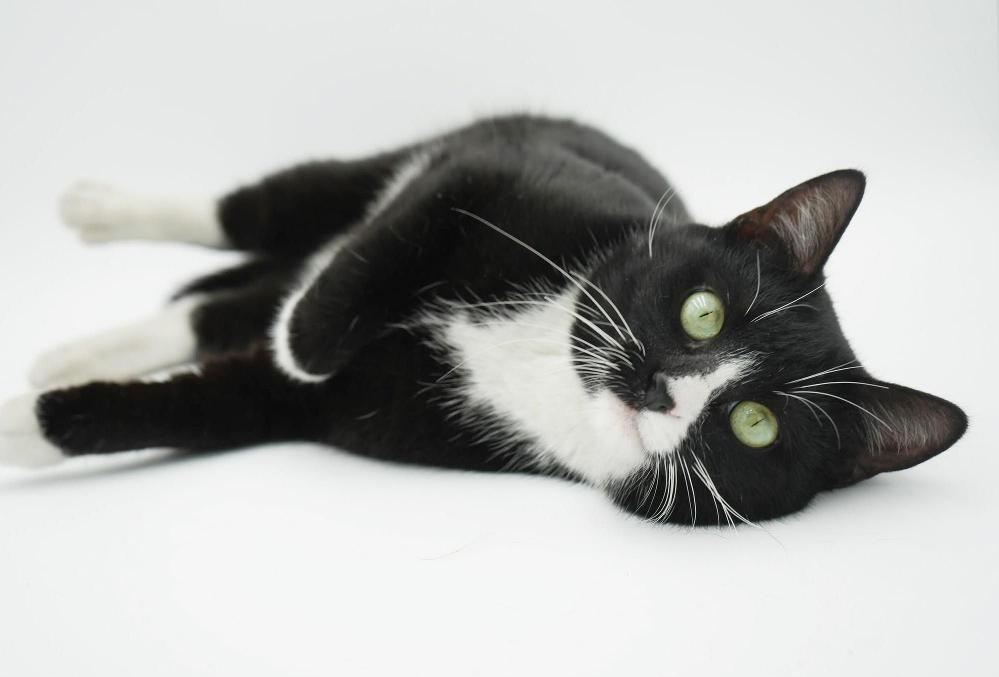 Enlarge Mittens is sooo darn special and OMG cute!  VIDEO OF THIS GREEN EYED THERAPY LOVER, a Adoptable mixed breed in Bedford Hills, NY image 6/6