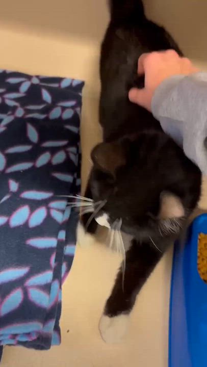 Enlarge Mittens is sooo darn special and OMG cute!  VIDEO OF THIS GREEN EYED THERAPY LOVER, a Adoptable mixed breed in Bedford Hills, NY video 5/6