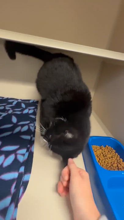 Enlarge Mittens is sooo darn special and OMG cute!  VIDEO OF THIS GREEN EYED THERAPY LOVER, a Adoptable mixed breed in Bedford Hills, NY video 3/6