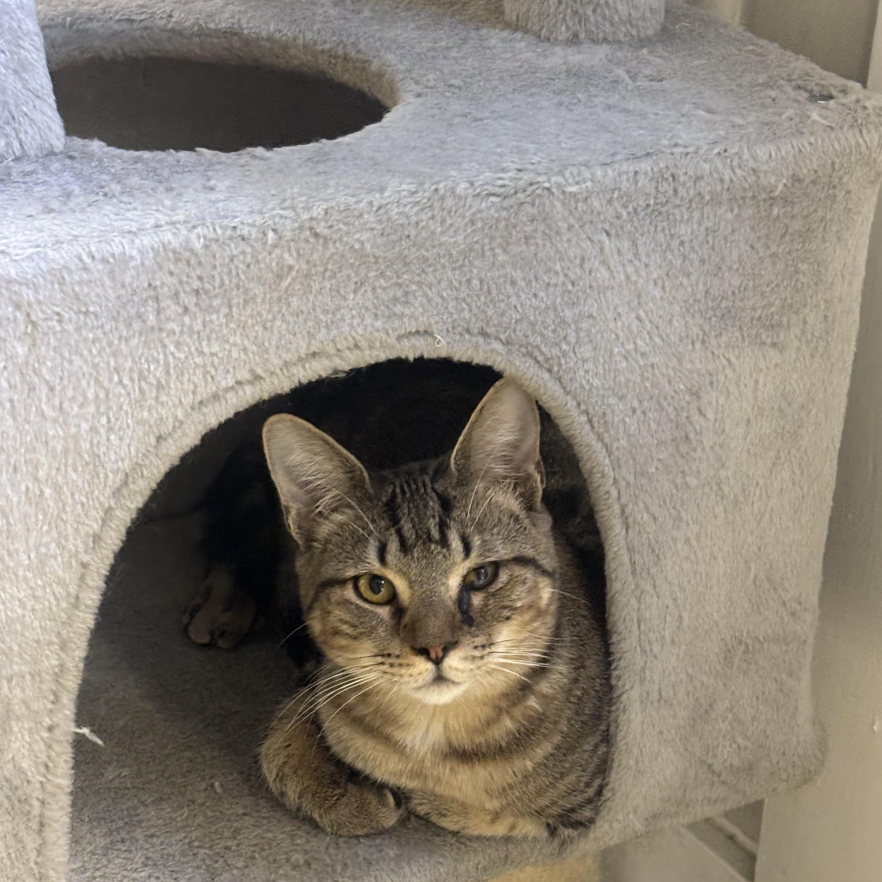 Enlarge Remus, a Adoptable Domestic Short Hair in Statesboro, GA image 2/3