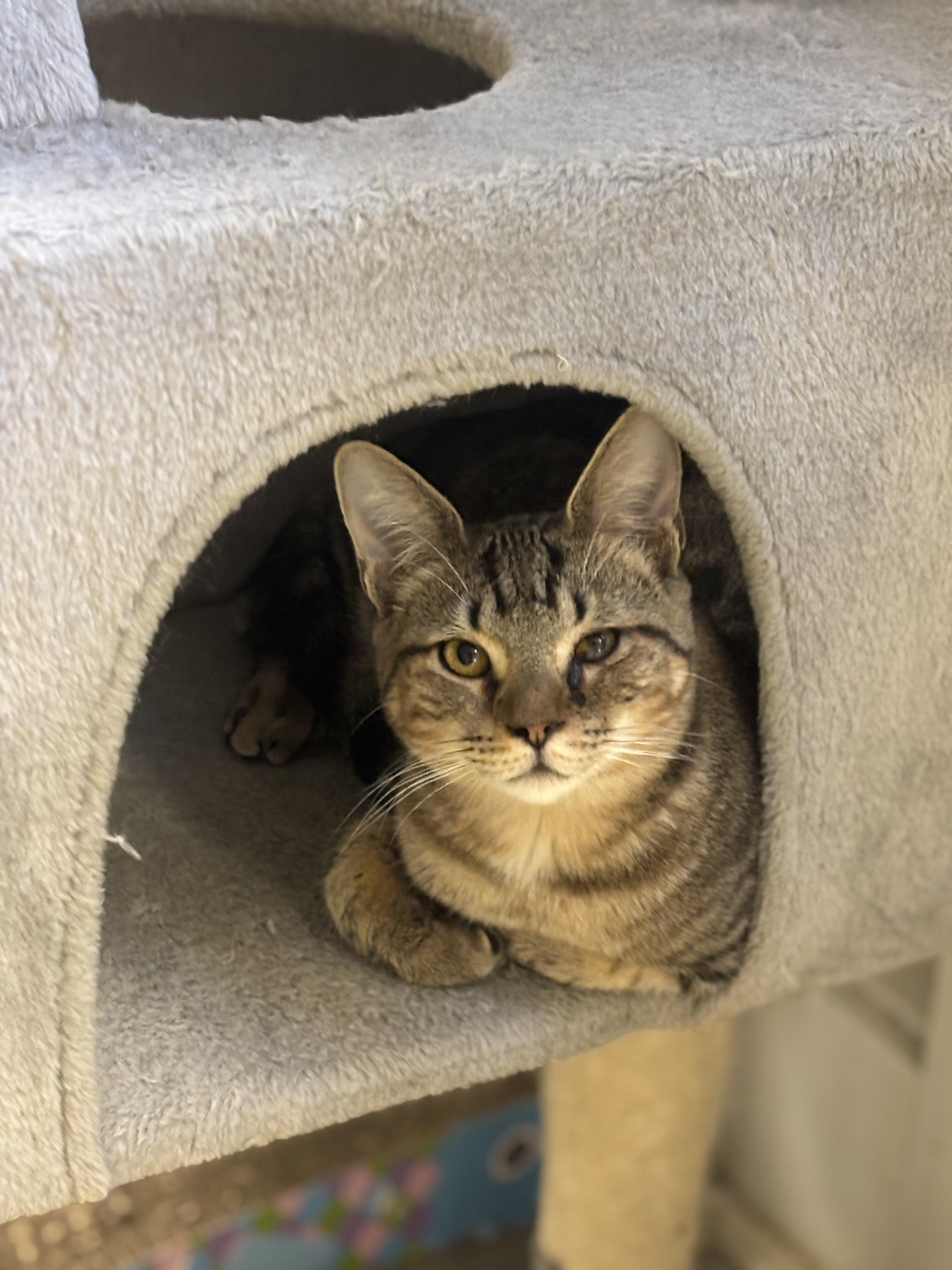 Enlarge Remus, a Adoptable Domestic Short Hair in Statesboro, GA image 1/3