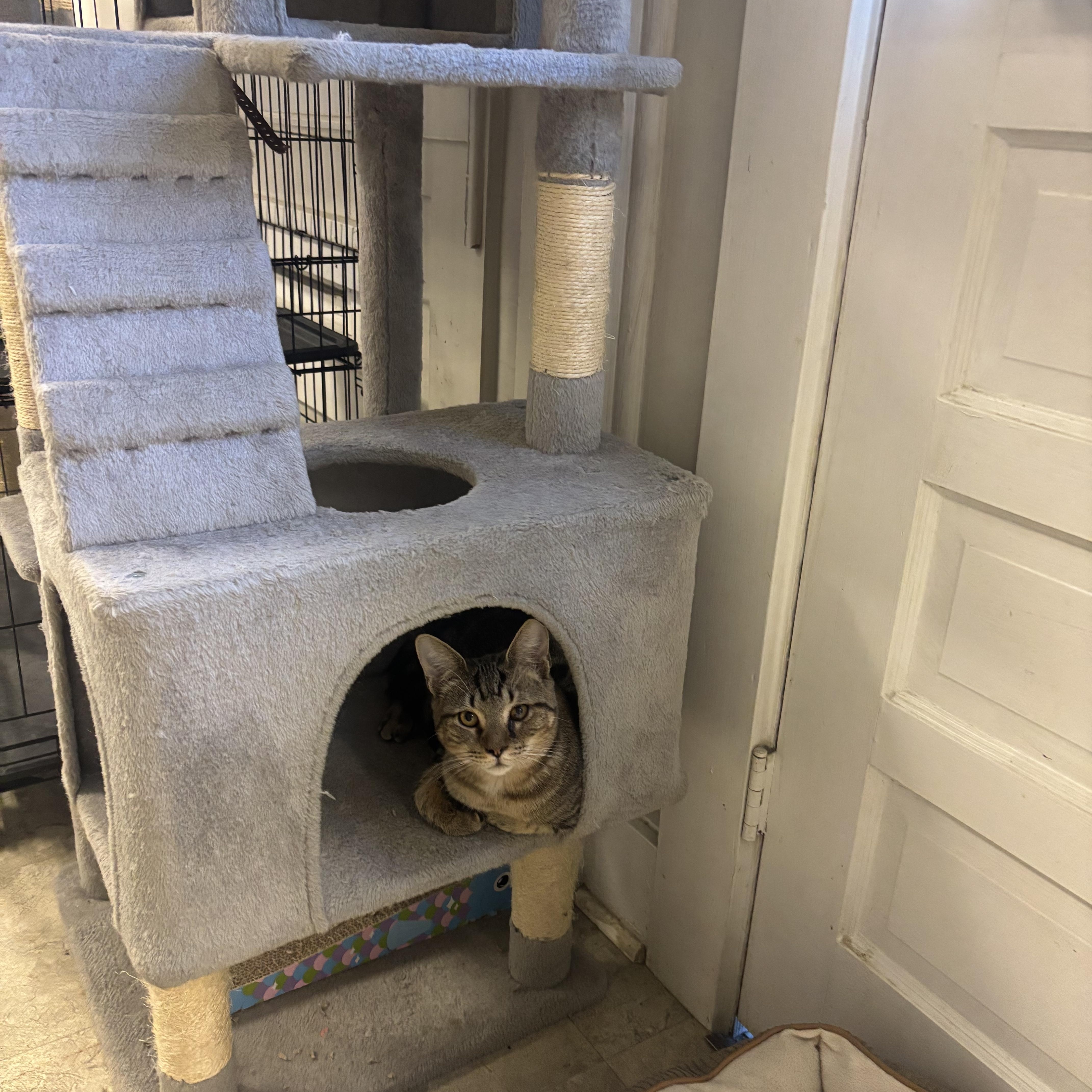 Enlarge Remus, a Adoptable Domestic Short Hair in Statesboro, GA image 3/3