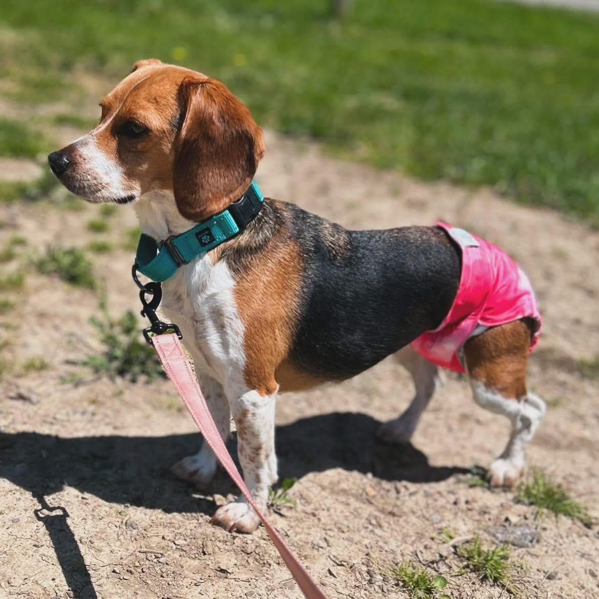 Bitty, a ADOPTABLE Beagle in West Falls, NY image 2/2