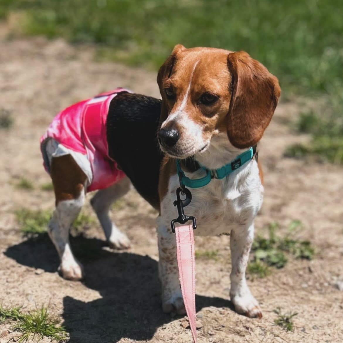 Bitty, ADOPTABLE, Young Female Beagle.