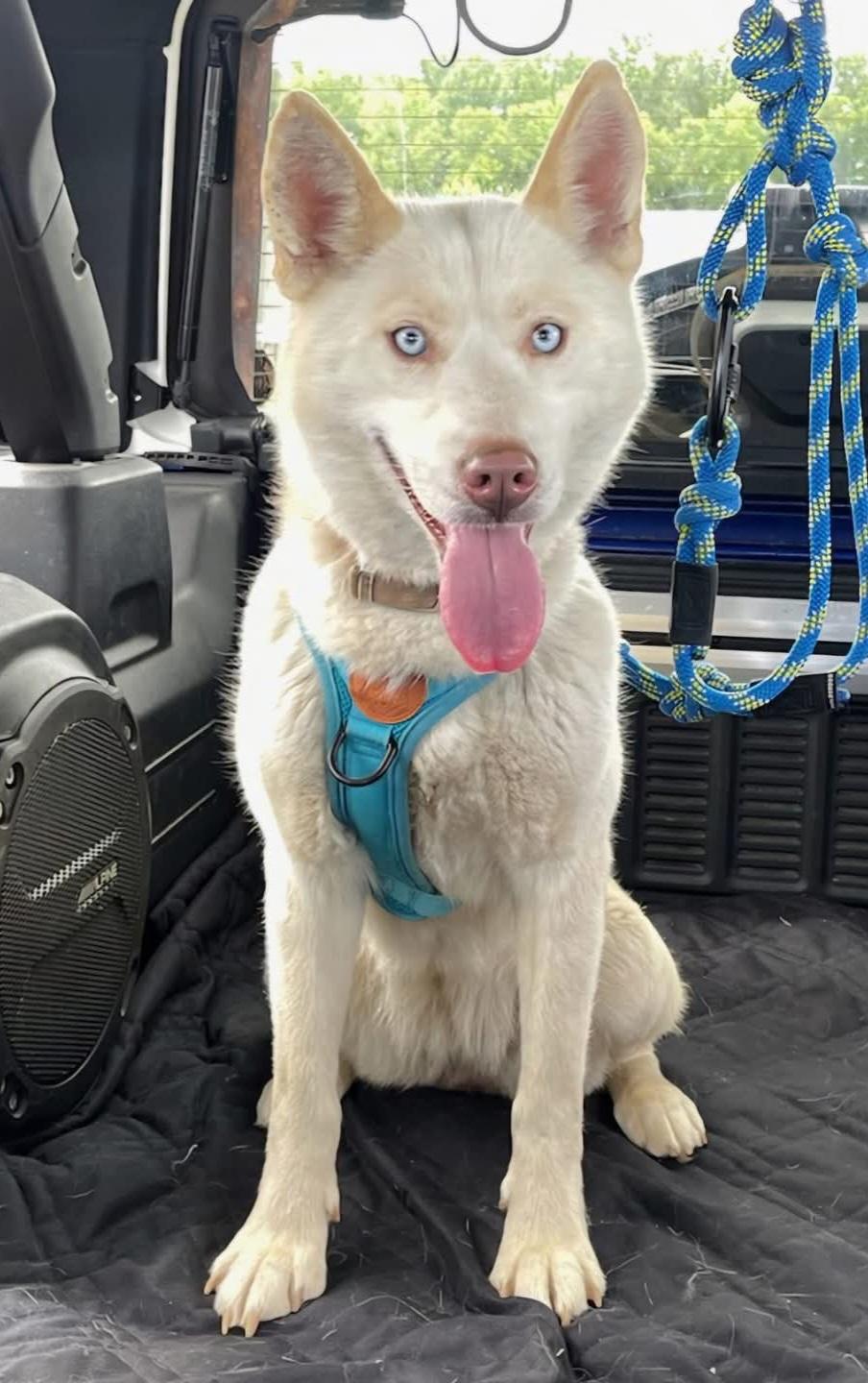 Colby, Adult Female Siberian Husky