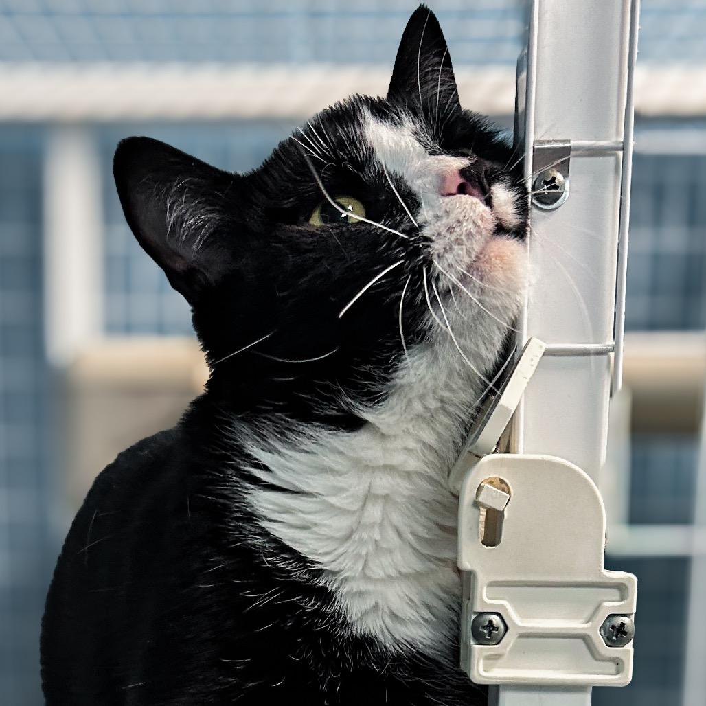 Chrono, a Adoptable Domestic Short Hair in Troy, VA image 1/3