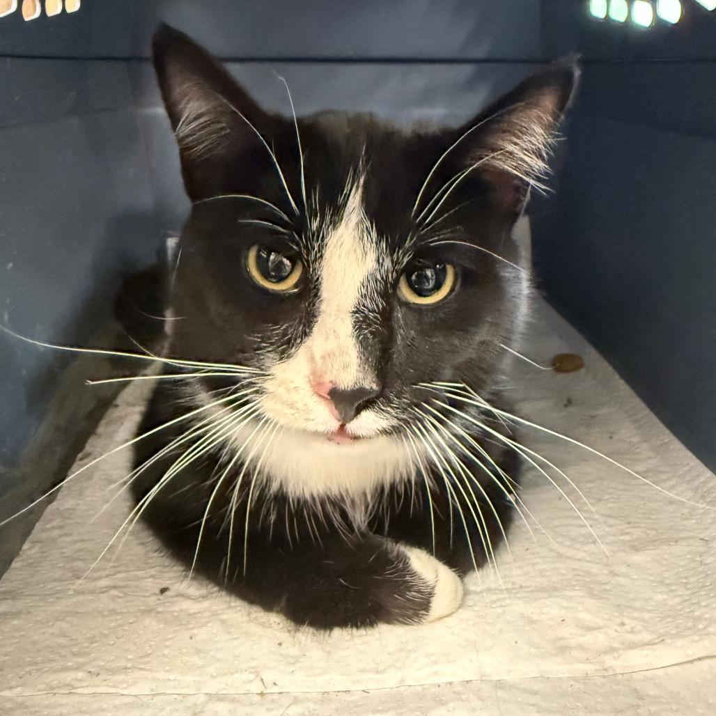 Chrono, a Adoptable Domestic Short Hair in Troy, VA image 2/3
